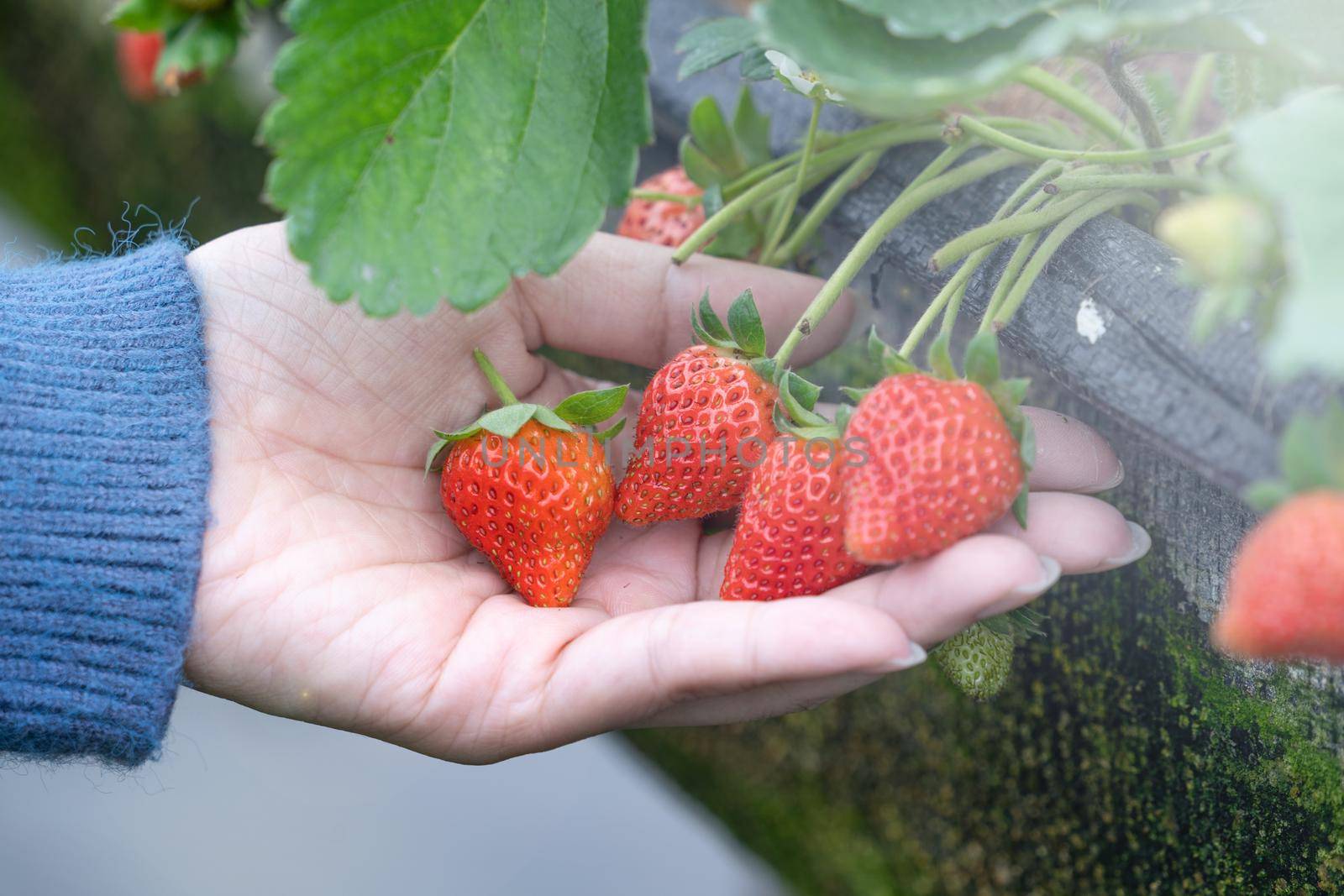 A young woman in blue sweater is collecting up and holding fresh seasonal strawberries in the hands isolated on the garden, concept of organic farming, close up, copy space, macro.