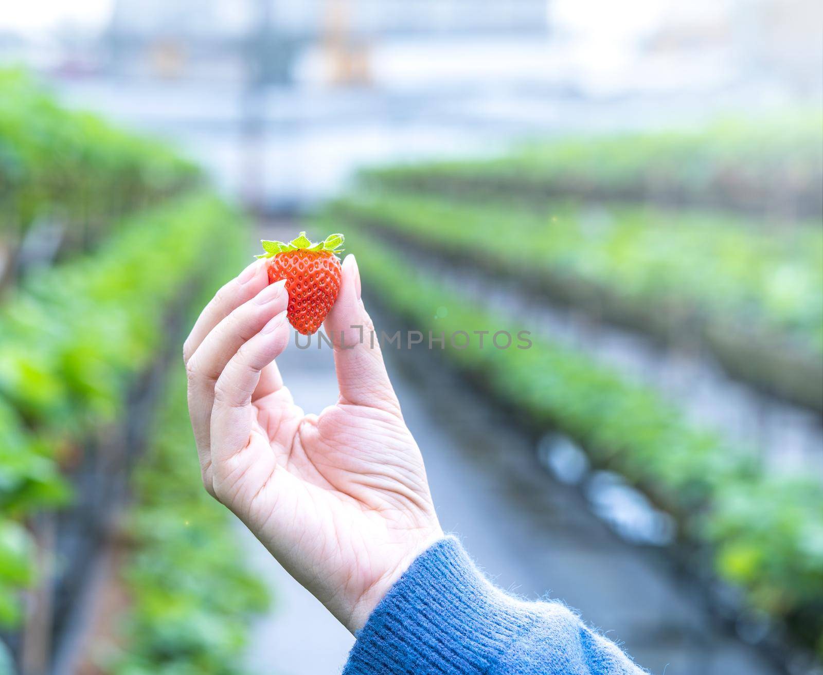 A young woman in blue sweater is collecting up and holding fresh seasonal strawberries in the hands isolated on the garden, concept of organic farming, close up, copy space, macro.