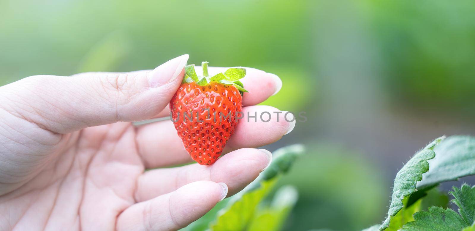 A young woman in blue sweater is collecting up and holding fresh seasonal strawberries in the hands isolated on the garden, concept of organic farming, close up, copy space, macro.