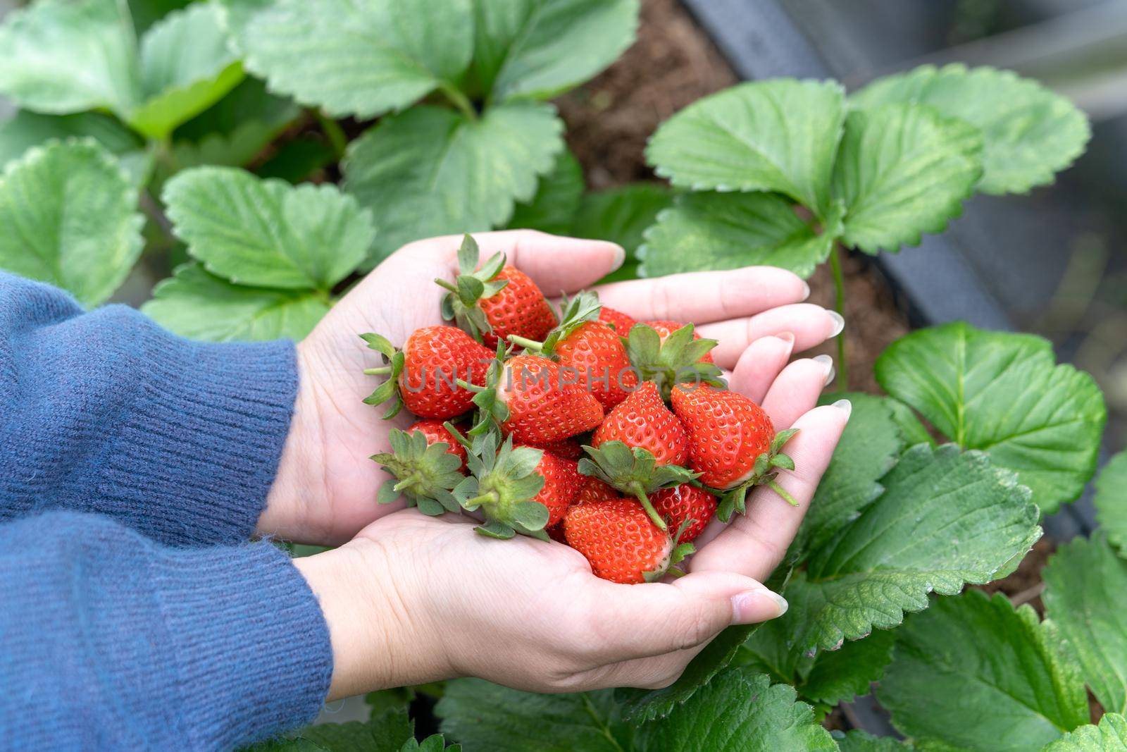 A young woman in blue sweater is picking up and holding fresh seasonal strawberries in the hands isolated on the garden, concept of organic farming, close up, copy space, macro.