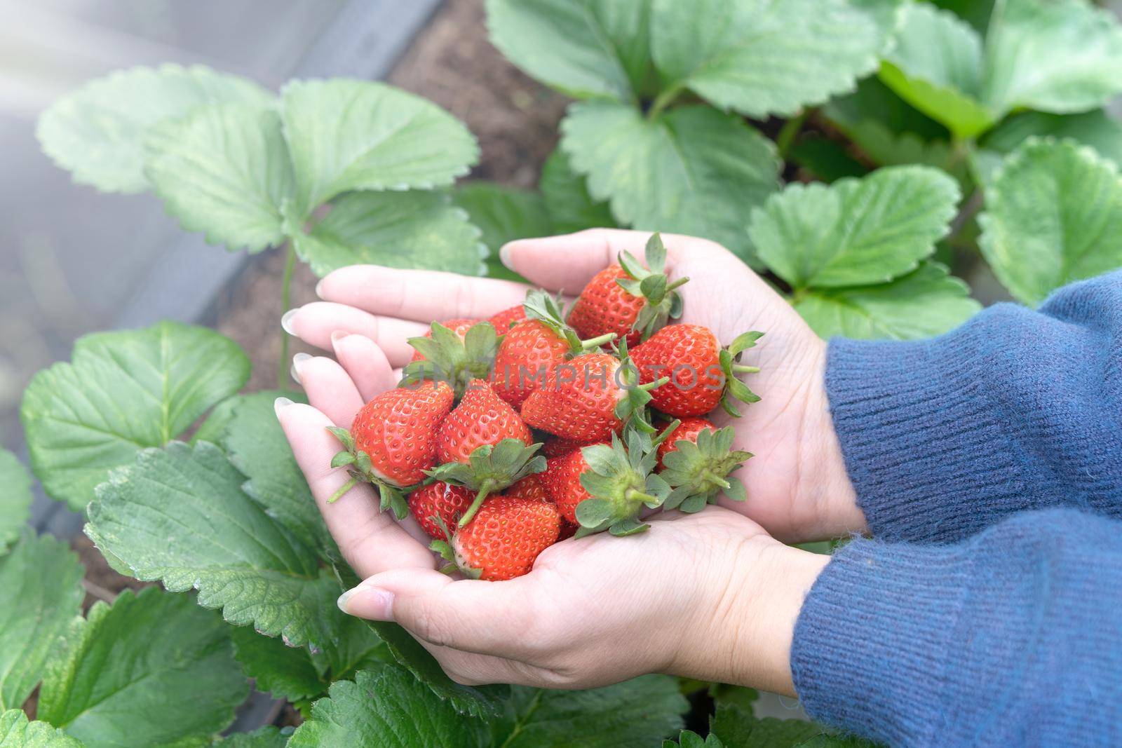 A young woman in blue sweater is picking up and holding fresh seasonal strawberries in the hands isolated on the garden, concept of organic farming, close up, copy space, macro.