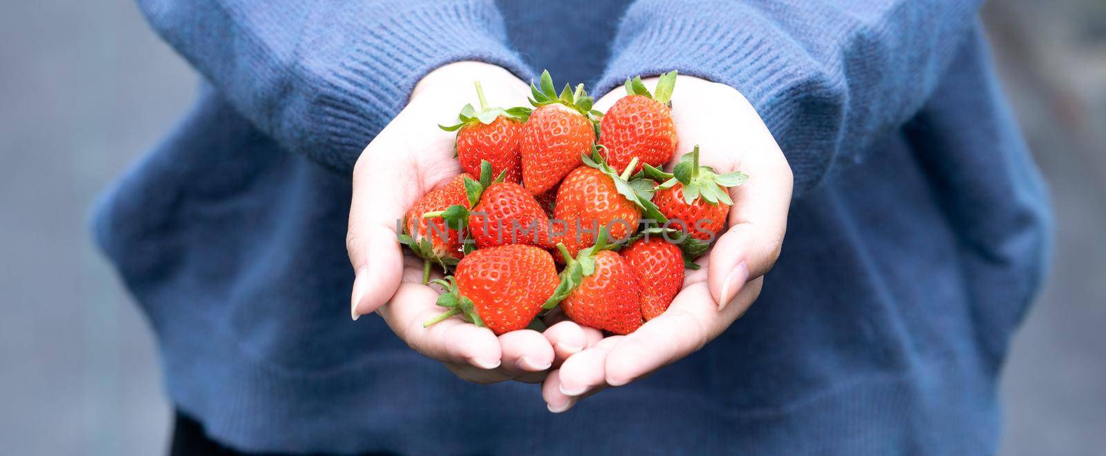 A young woman in blue sweater is picking up and holding fresh seasonal strawberries in the hands isolated on the garden, concept of organic farming, close up, copy space, macro.