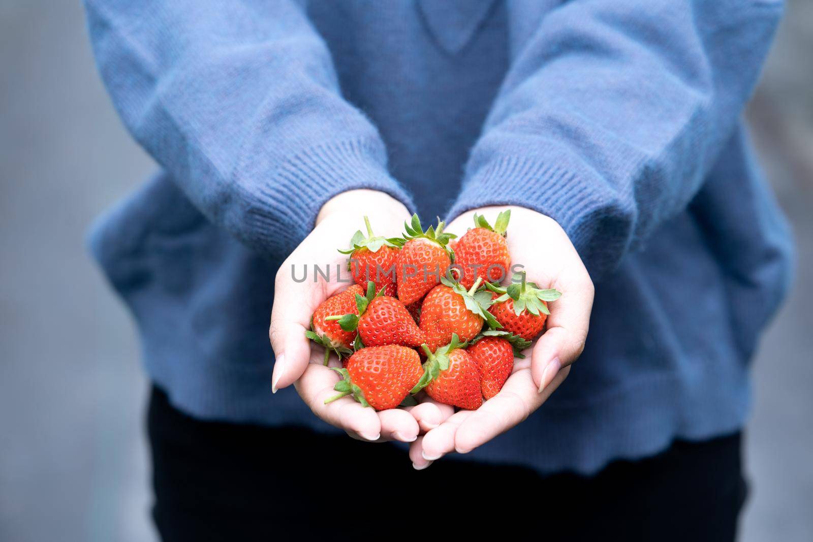 A young woman in blue sweater is picking up and holding fresh seasonal strawberries in the hands isolated on the garden, concept of organic farming, close up, copy space, macro.