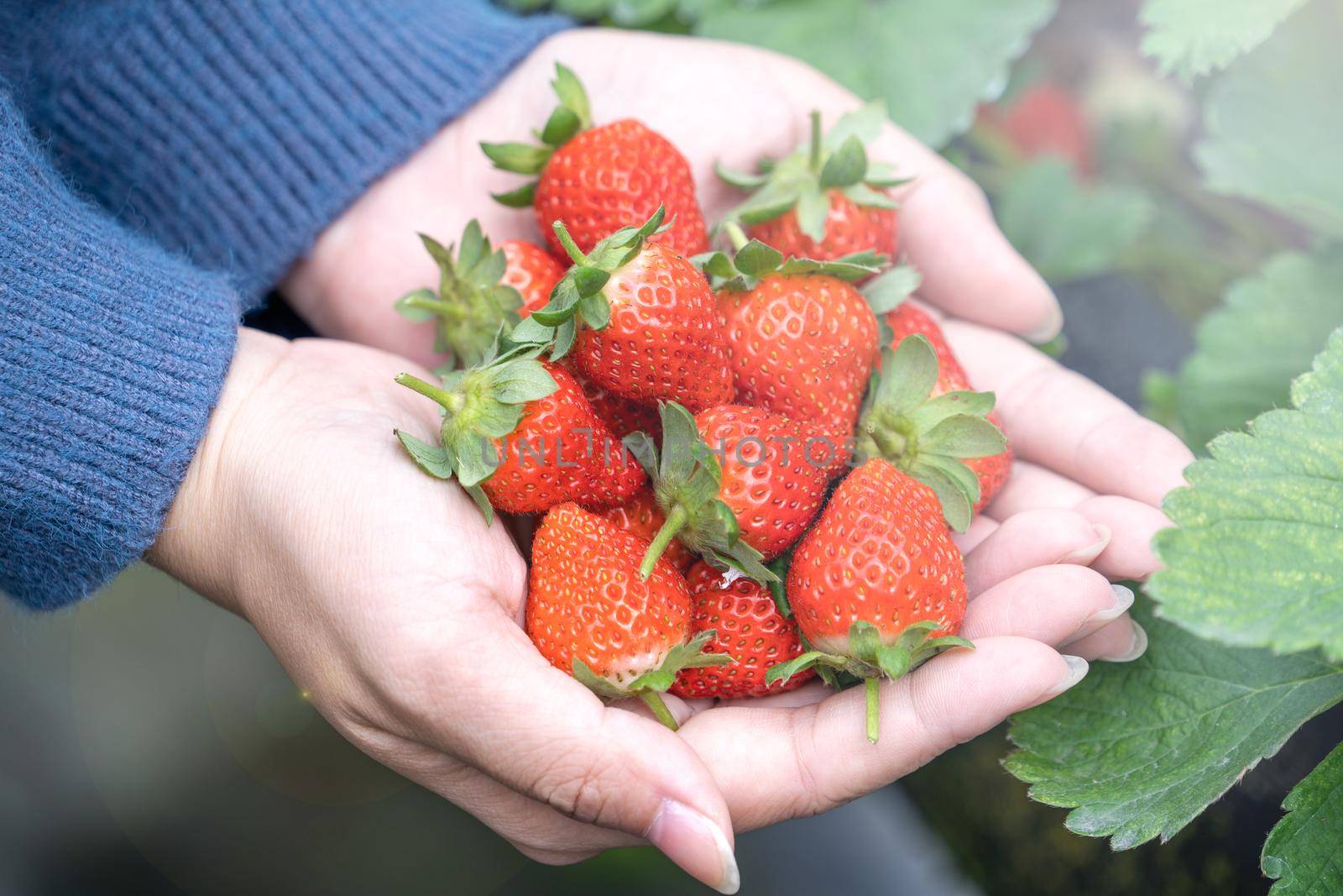 A young woman in blue sweater is picking up and holding fresh seasonal strawberries in the hands isolated on the garden, concept of organic farming, close up, copy space, macro.