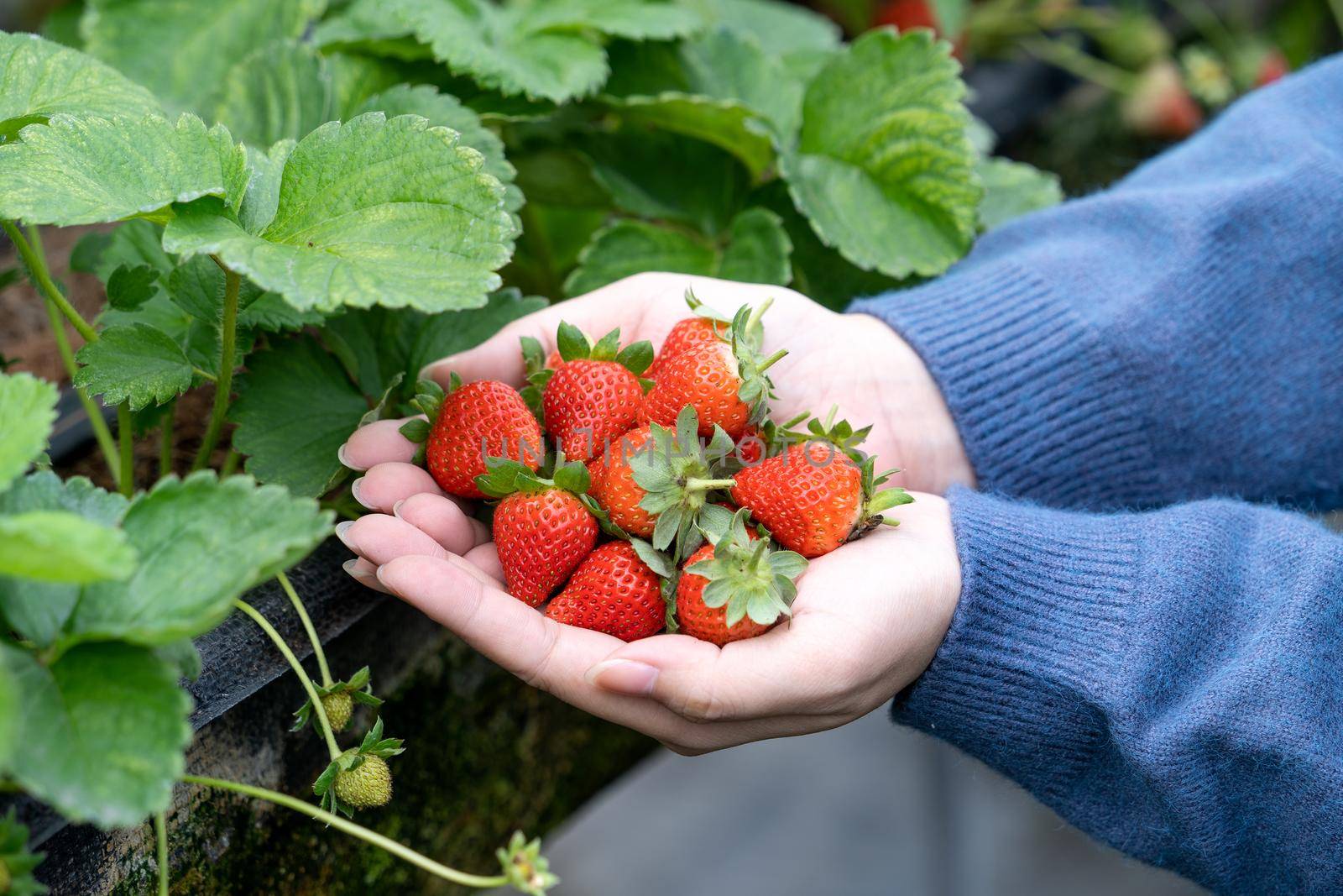 A young woman in blue sweater is picking up and holding fresh seasonal strawberries in the hands isolated on the garden, concept of organic farming, close up, copy space, macro.