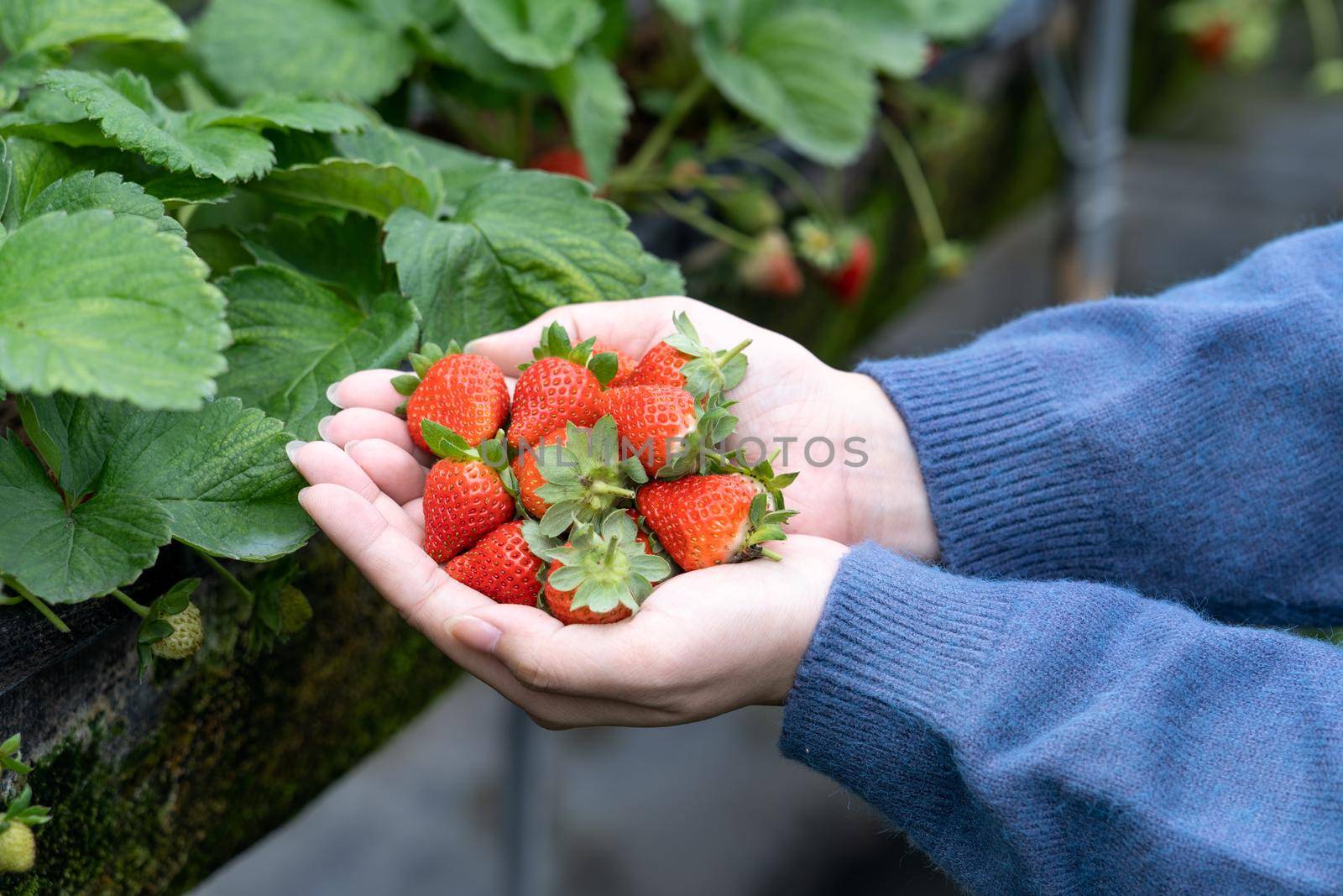 A young woman in blue sweater is picking up and holding fresh seasonal strawberries in the hands isolated on the garden, concept of organic farming, close up, copy space, macro.