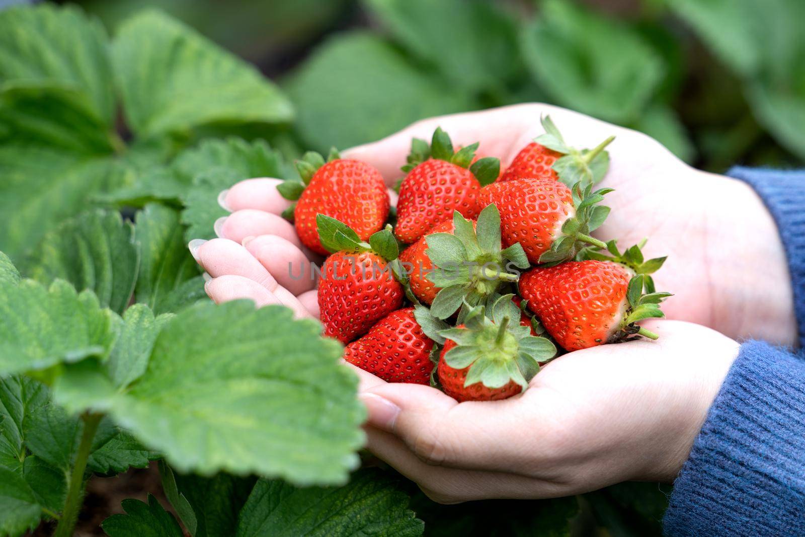 A young woman in blue sweater is picking up and holding fresh seasonal strawberries in the hands isolated on the garden, concept of organic farming, close up, copy space, macro.