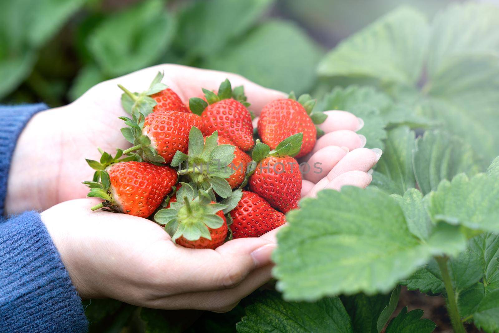 A young woman in blue sweater is picking up and holding fresh seasonal strawberries in the hands isolated on the garden, concept of organic farming, close up, copy space, macro.