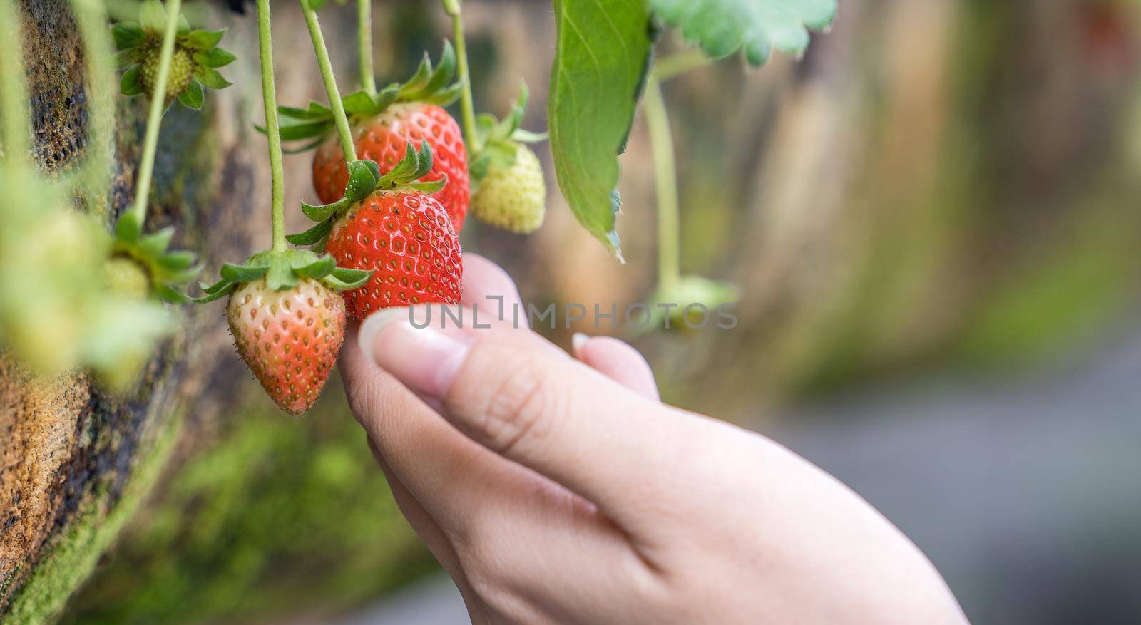 A young woman in blue sweater is collecting up and holding fresh seasonal strawberries in the hands isolated on the garden, concept of organic farming, close up, copy space, macro.