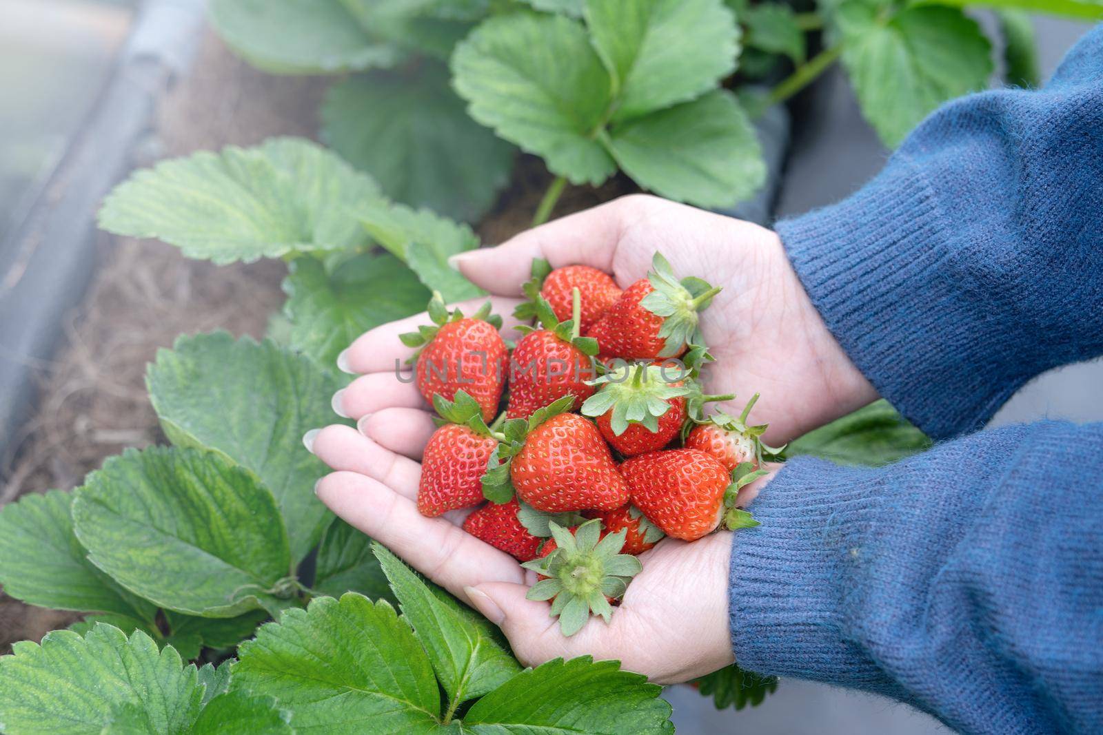 A young woman in blue sweater is picking up and holding fresh seasonal strawberries in the hands isolated on the garden, concept of organic farming, close up, copy space, macro.