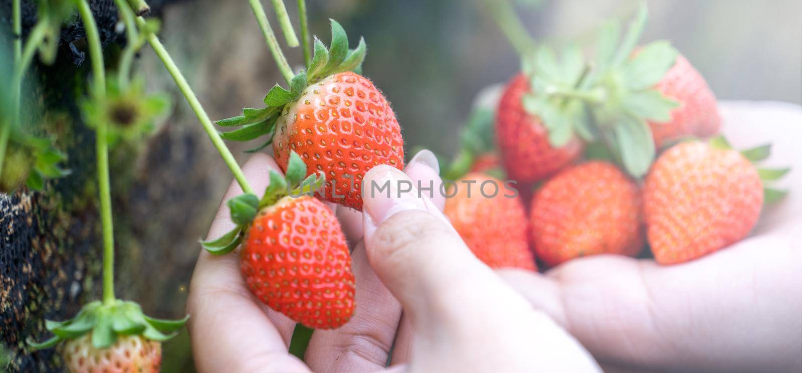 A young woman in blue sweater is collecting up and holding fresh seasonal strawberries in the hands isolated on the garden, concept of organic farming, close up, copy space, macro.