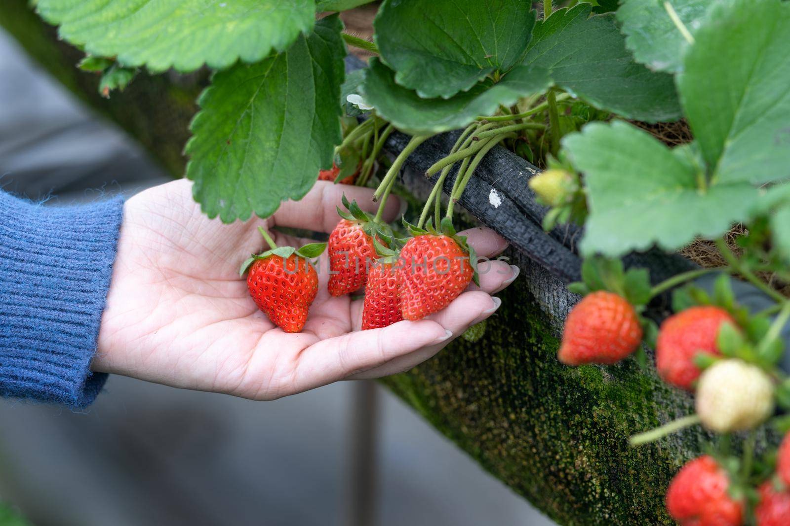 A young woman in blue sweater is collecting up and holding fresh seasonal strawberries in the hands isolated on the garden, concept of organic farming, close up, copy space, macro.