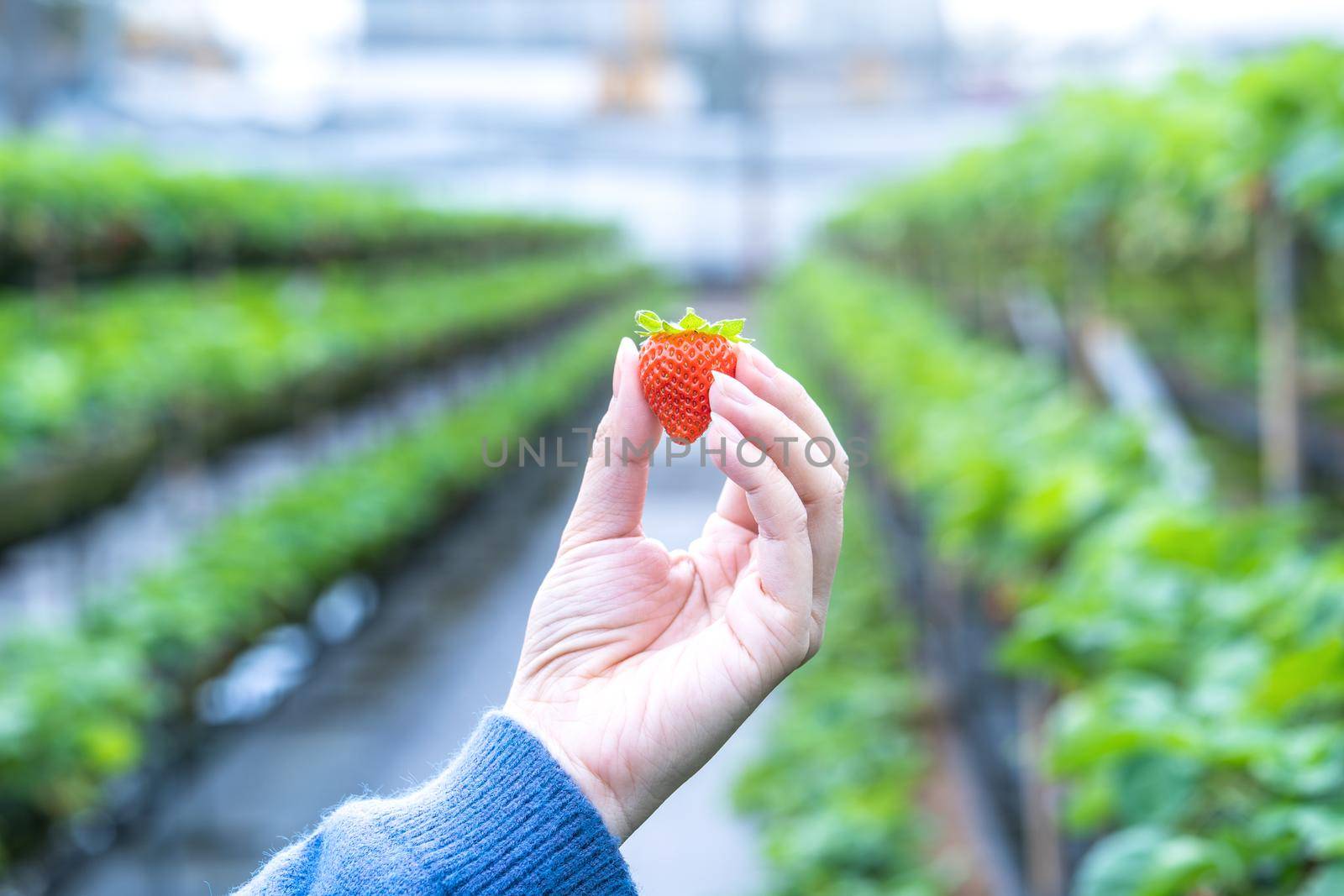 A young woman in blue sweater is collecting up and holding fresh seasonal strawberries in the hands isolated on the garden, concept of organic farming, close up, copy space, macro.