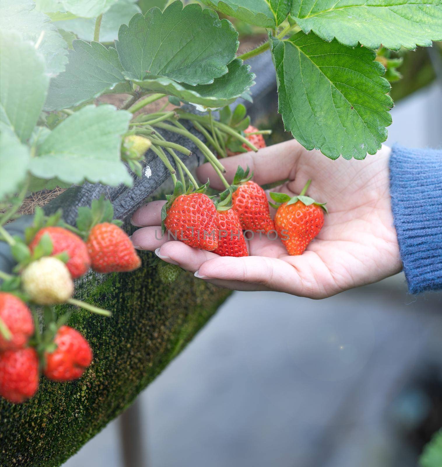 A young woman in blue sweater is collecting up and holding fresh seasonal strawberries in the hands isolated on the garden, concept of organic farming, close up, copy space, macro.