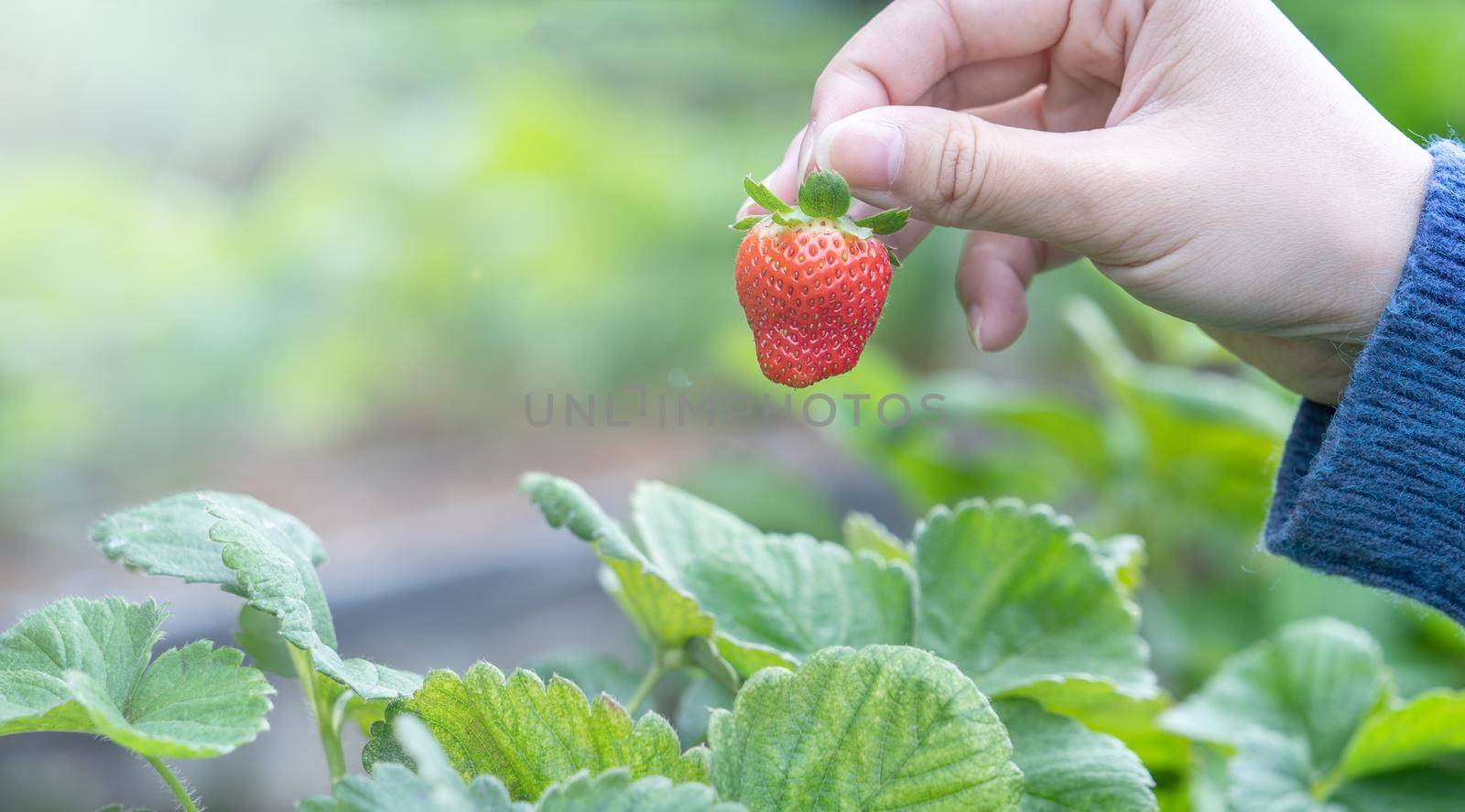 A young woman in blue sweater is collecting up and holding fresh seasonal strawberries in the hands isolated on the garden, concept of organic farming, close up, copy space, macro.