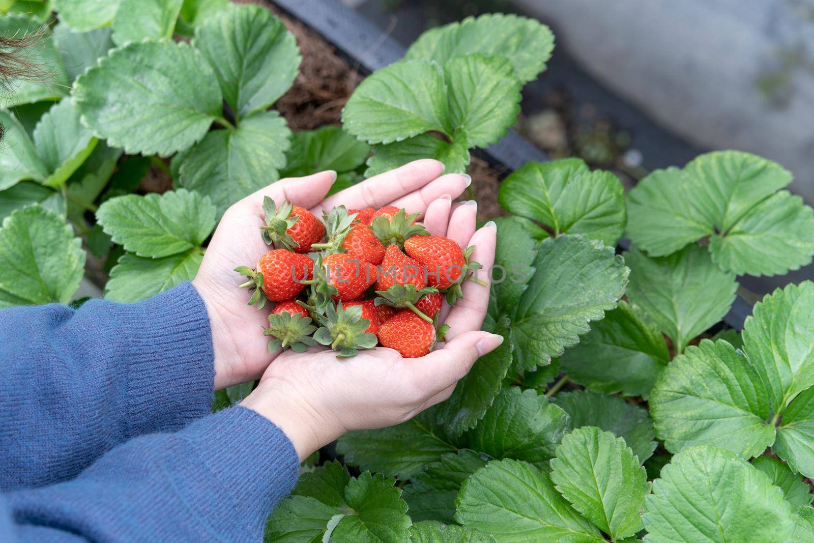 A young woman in blue sweater is picking up and holding fresh seasonal strawberries in the hands isolated on the garden, concept of organic farming, close up, copy space, macro.