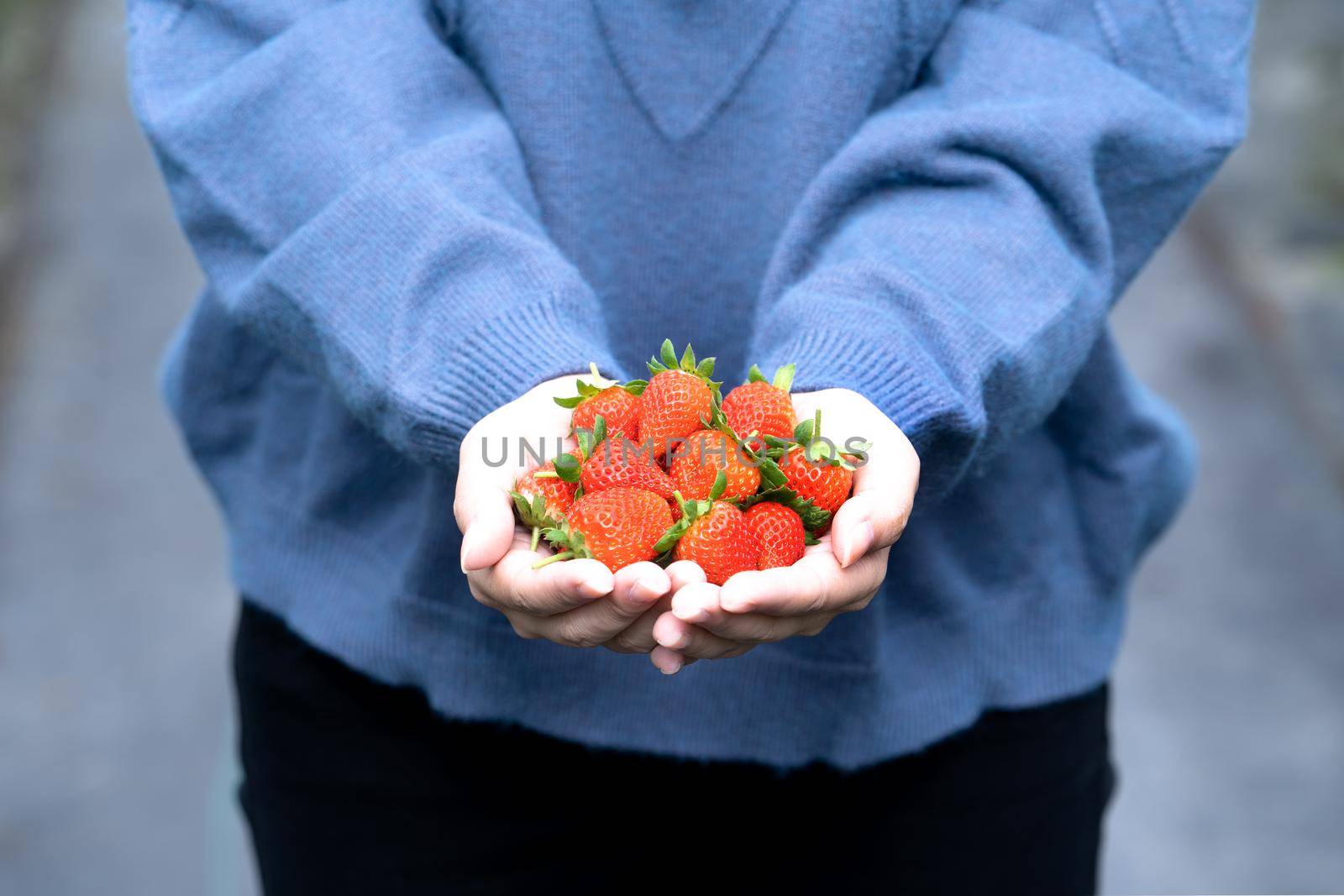 A young woman in blue sweater is picking up and holding fresh seasonal strawberries in the hands isolated on the garden, concept of organic farming, close up, copy space, macro.
