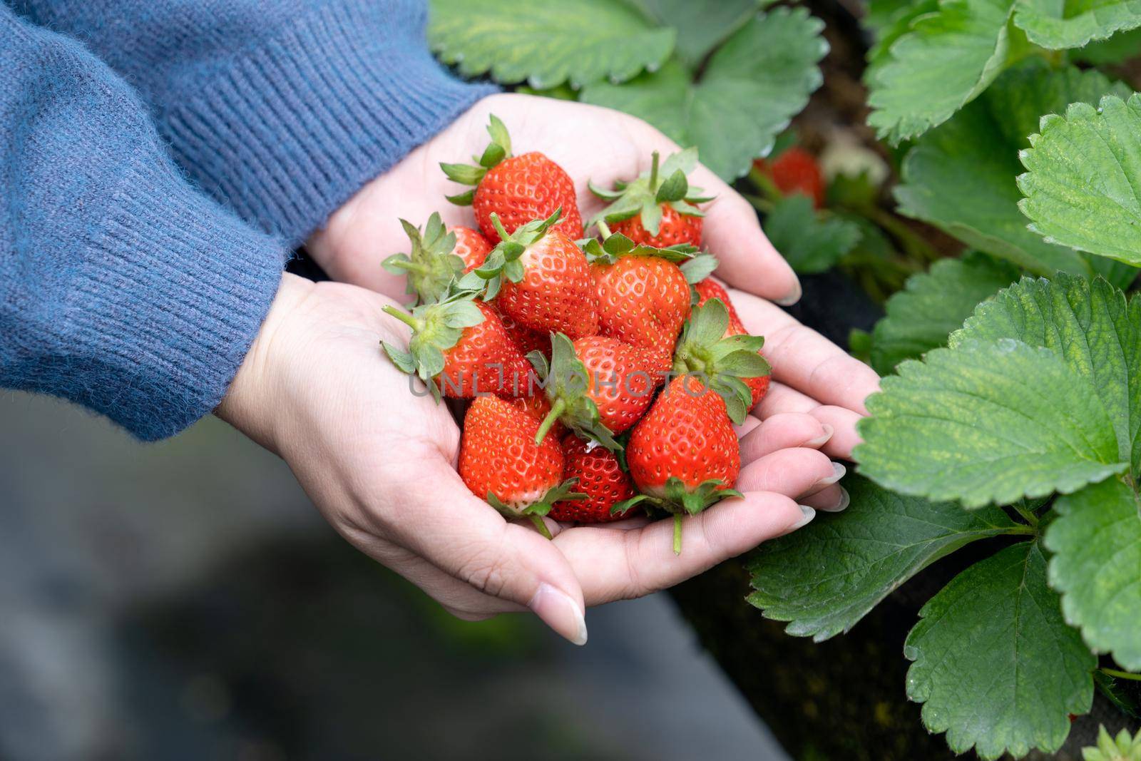 A young woman in blue sweater is picking up and holding fresh seasonal strawberries in the hands isolated on the garden, concept of organic farming, close up, copy space, macro.