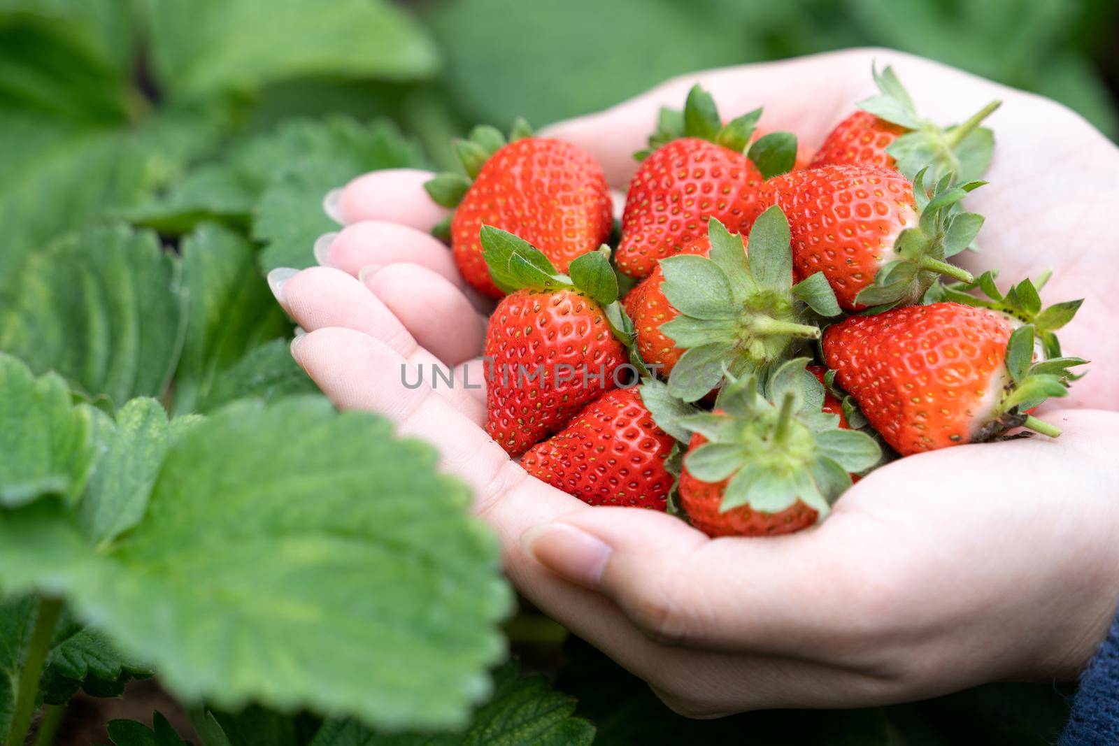 A young woman in blue sweater is picking up and holding fresh seasonal strawberries in the hands isolated on the garden, concept of organic farming, close up, copy space, macro.
