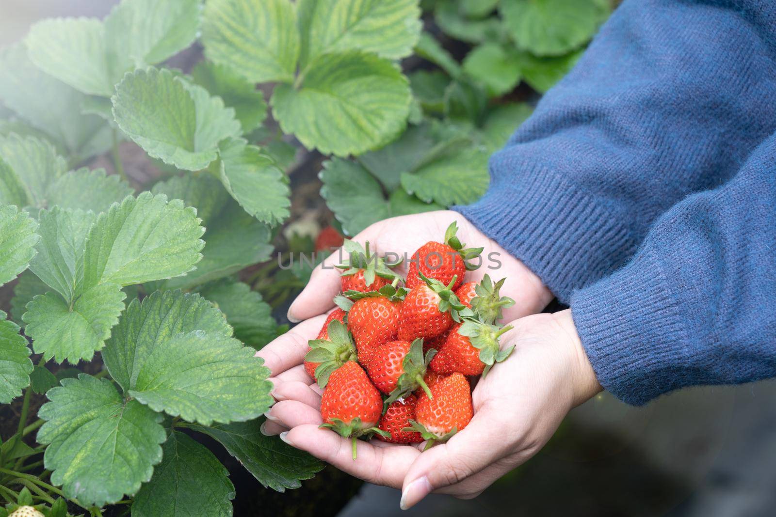 A young woman in blue sweater is picking up and holding fresh seasonal strawberries in the hands isolated on the garden, concept of organic farming, close up, copy space, macro.