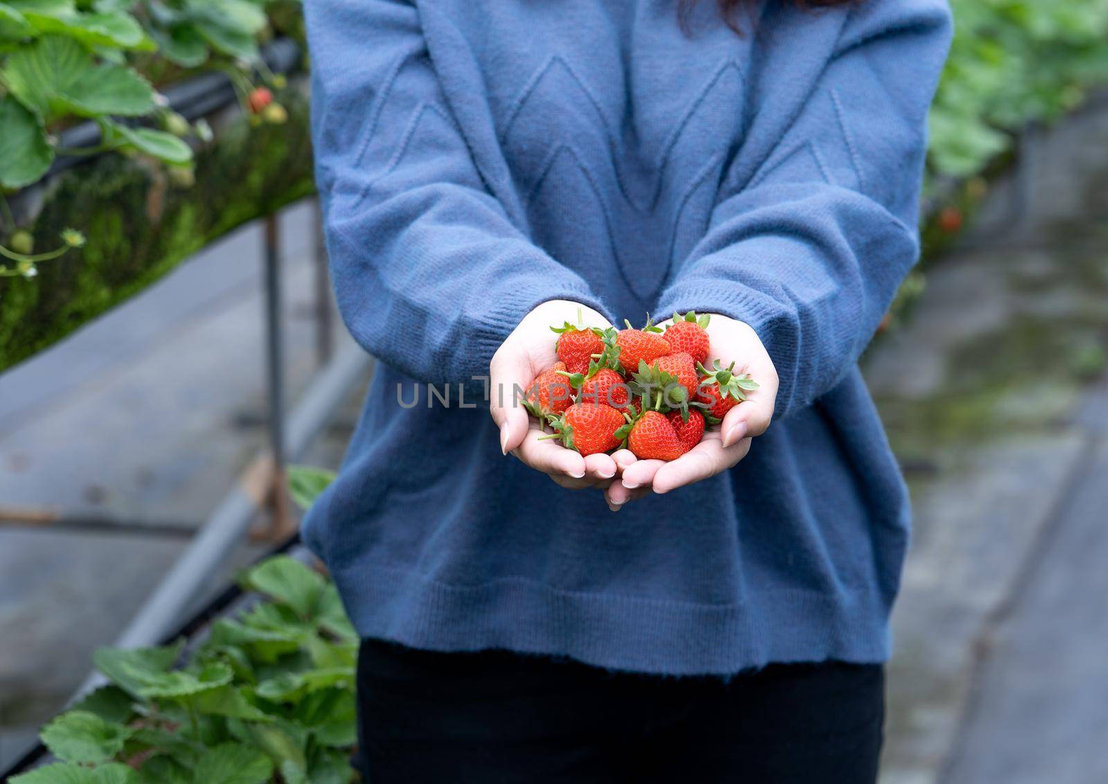 A young woman in blue sweater is picking up and holding fresh seasonal strawberries in the hands isolated on the garden, concept of organic farming, close up, copy space, macro.