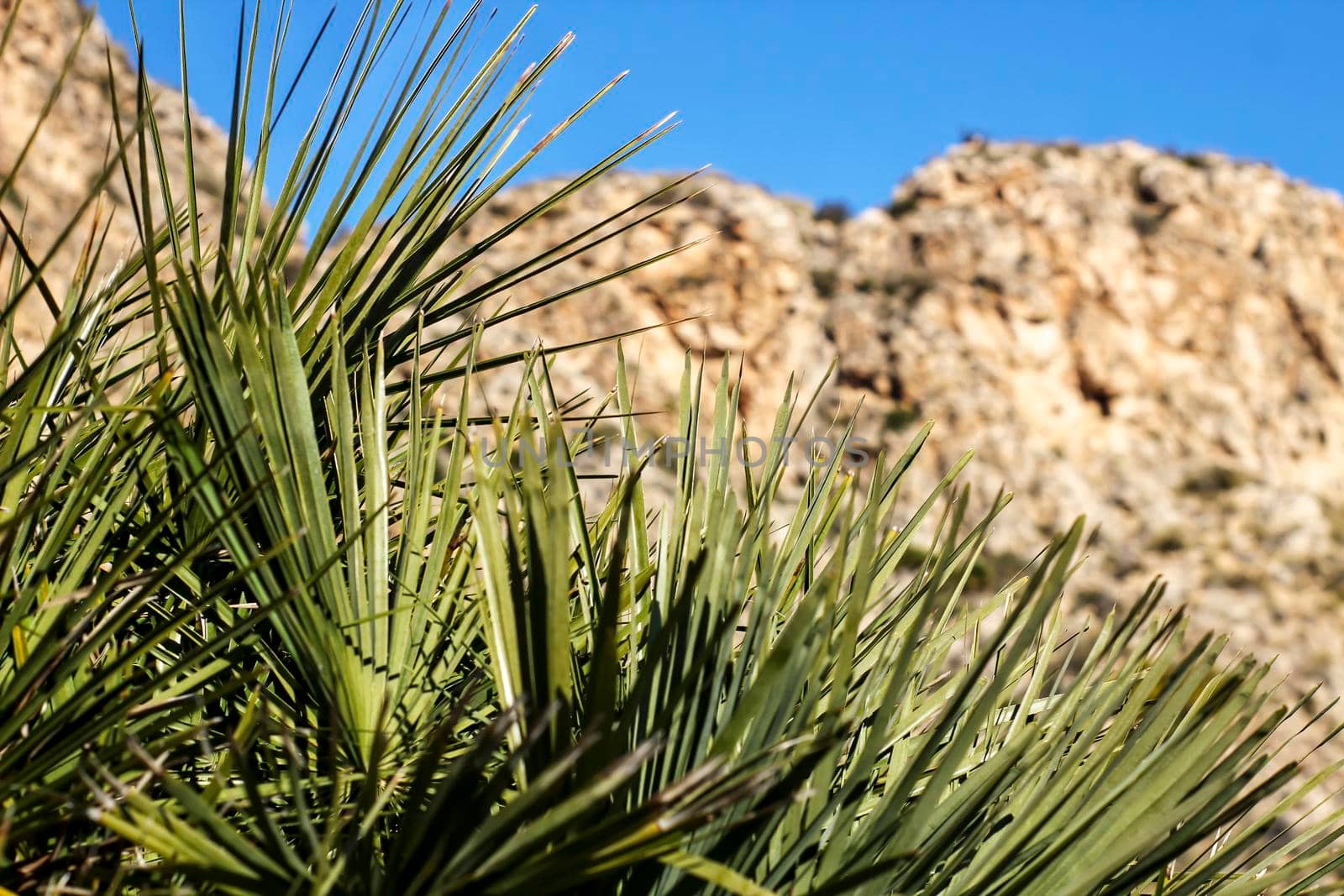 Mediterranean Vegetation and cliffs in Alicante coast, Spain