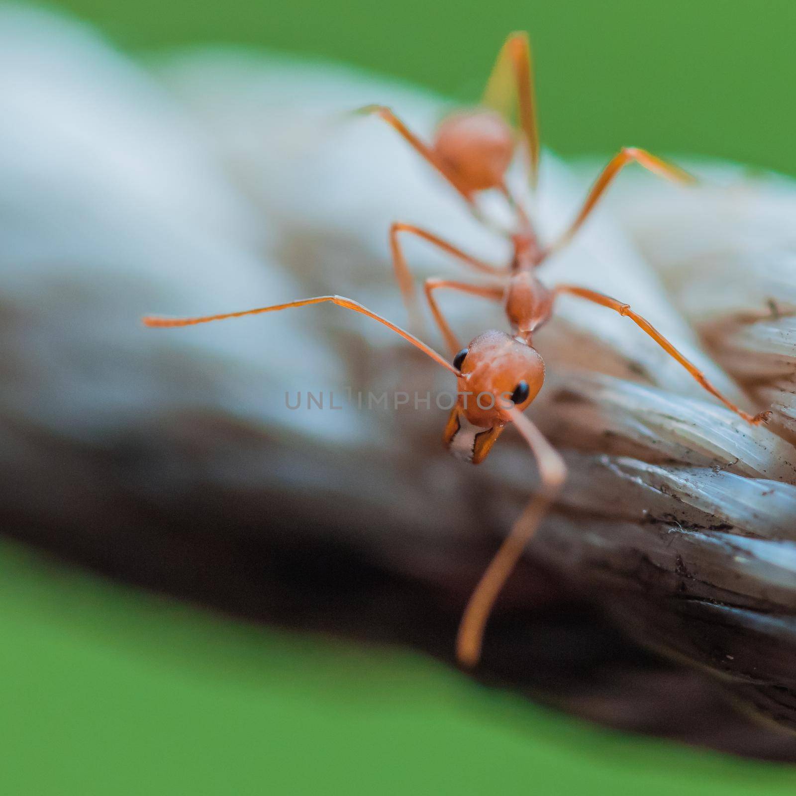 Brown Ants in Macro close up