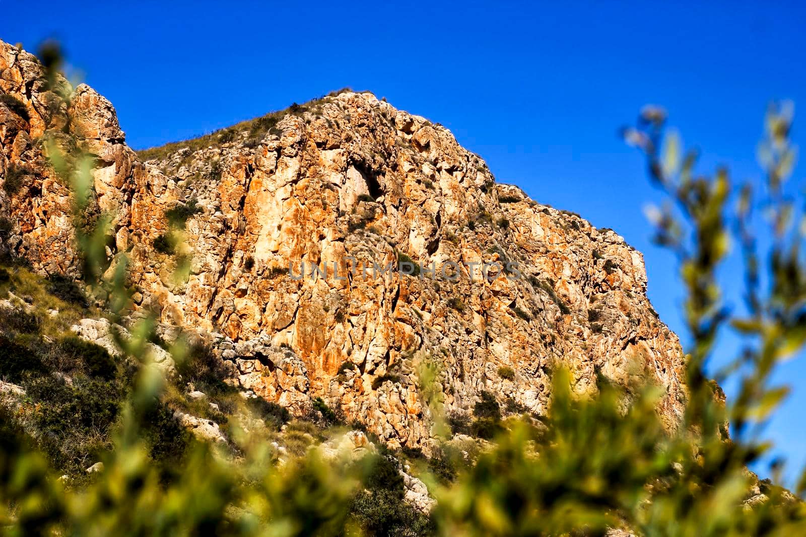 Vegetation in cliffs of the Alicante coast
