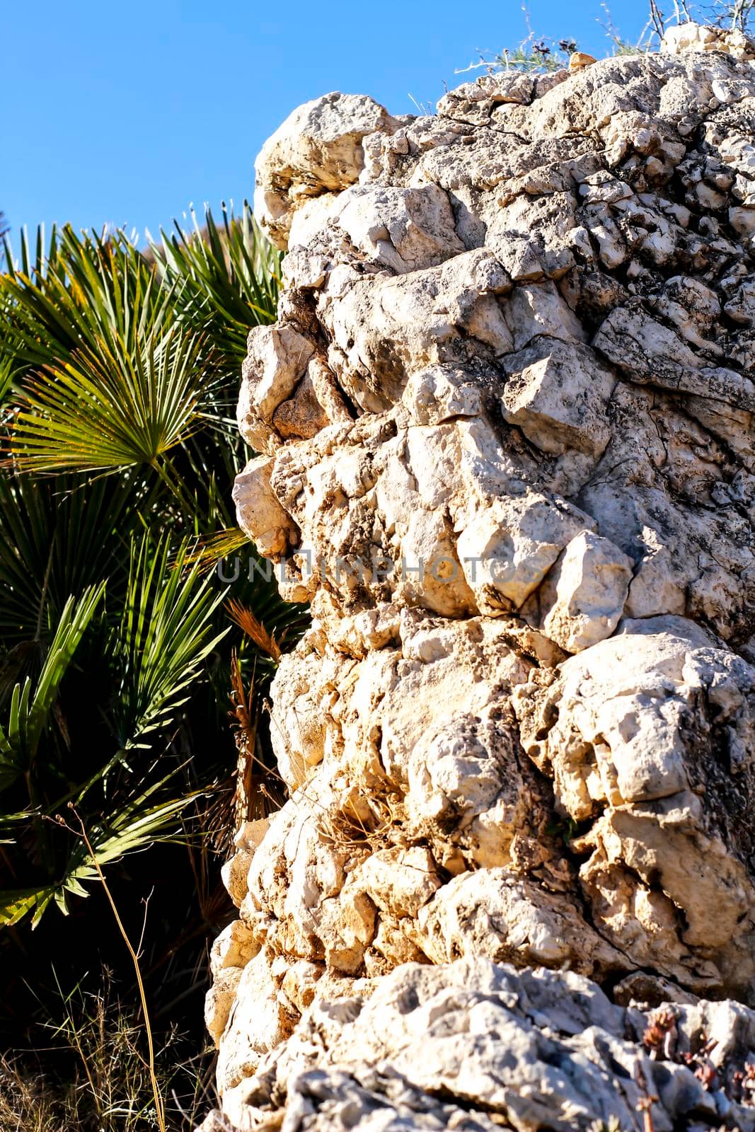 Vegetation in cliffs of the Alicante coast