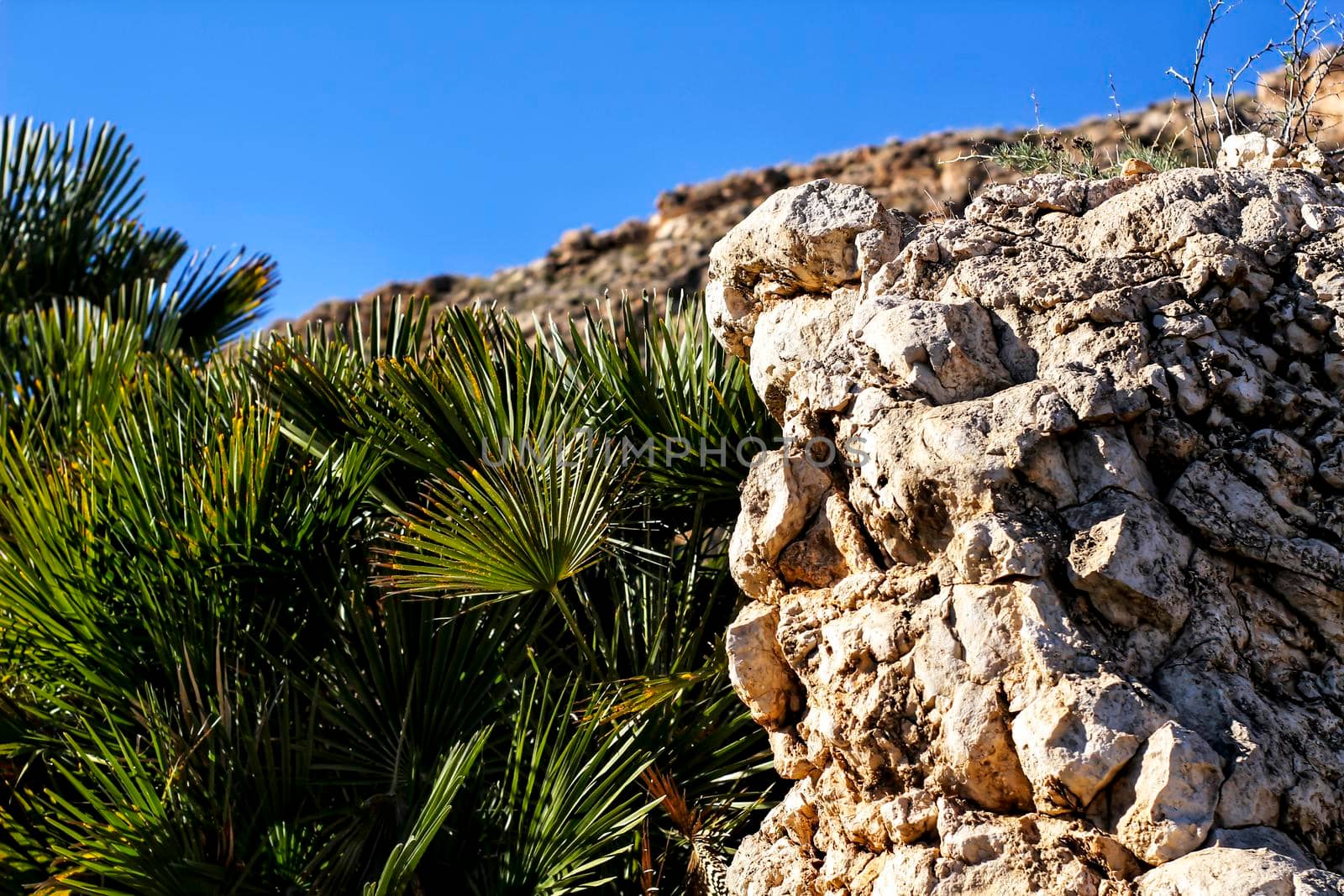 Vegetation in cliffs of the Alicante coast