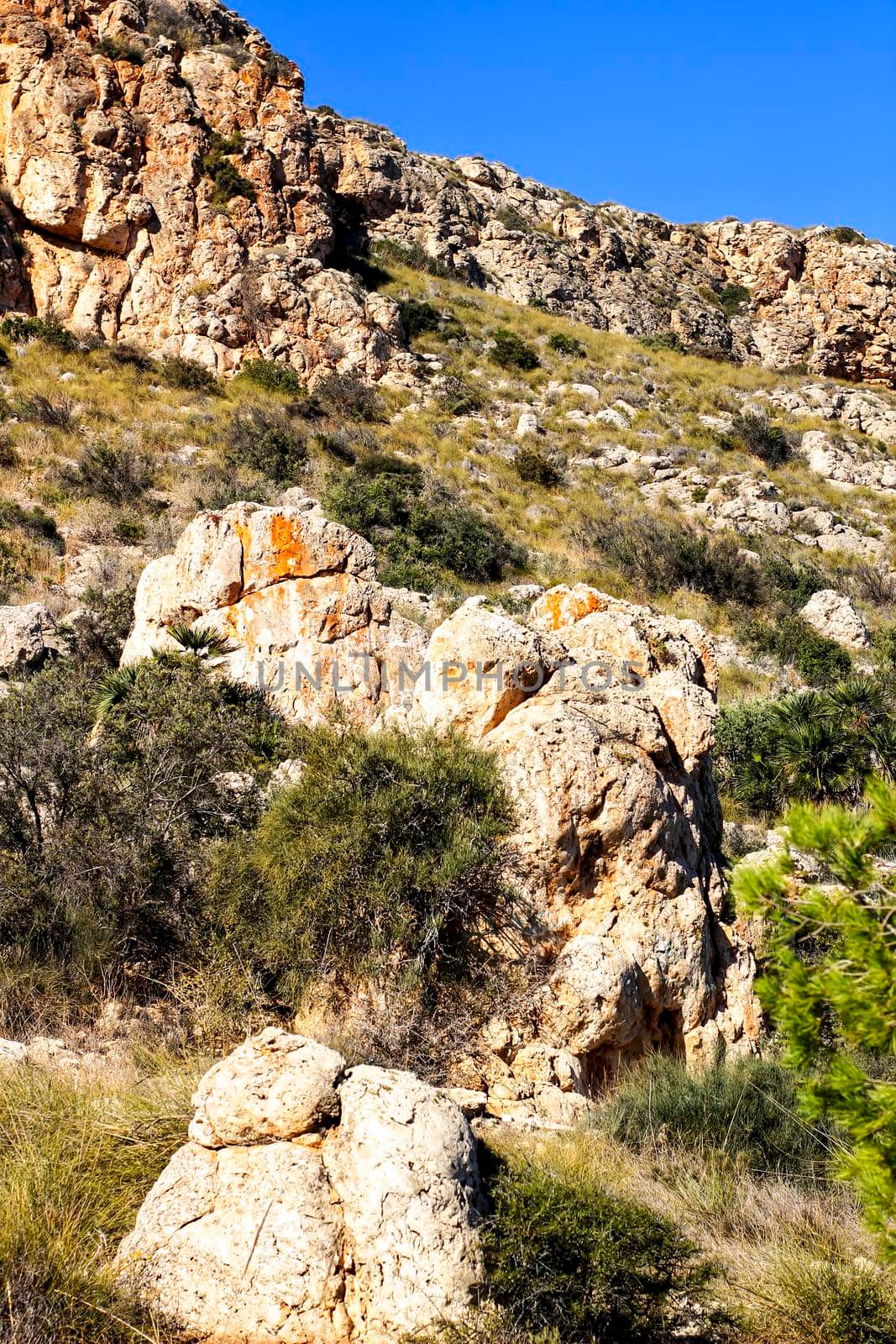 Vegetation in cliffs of the Alicante coast