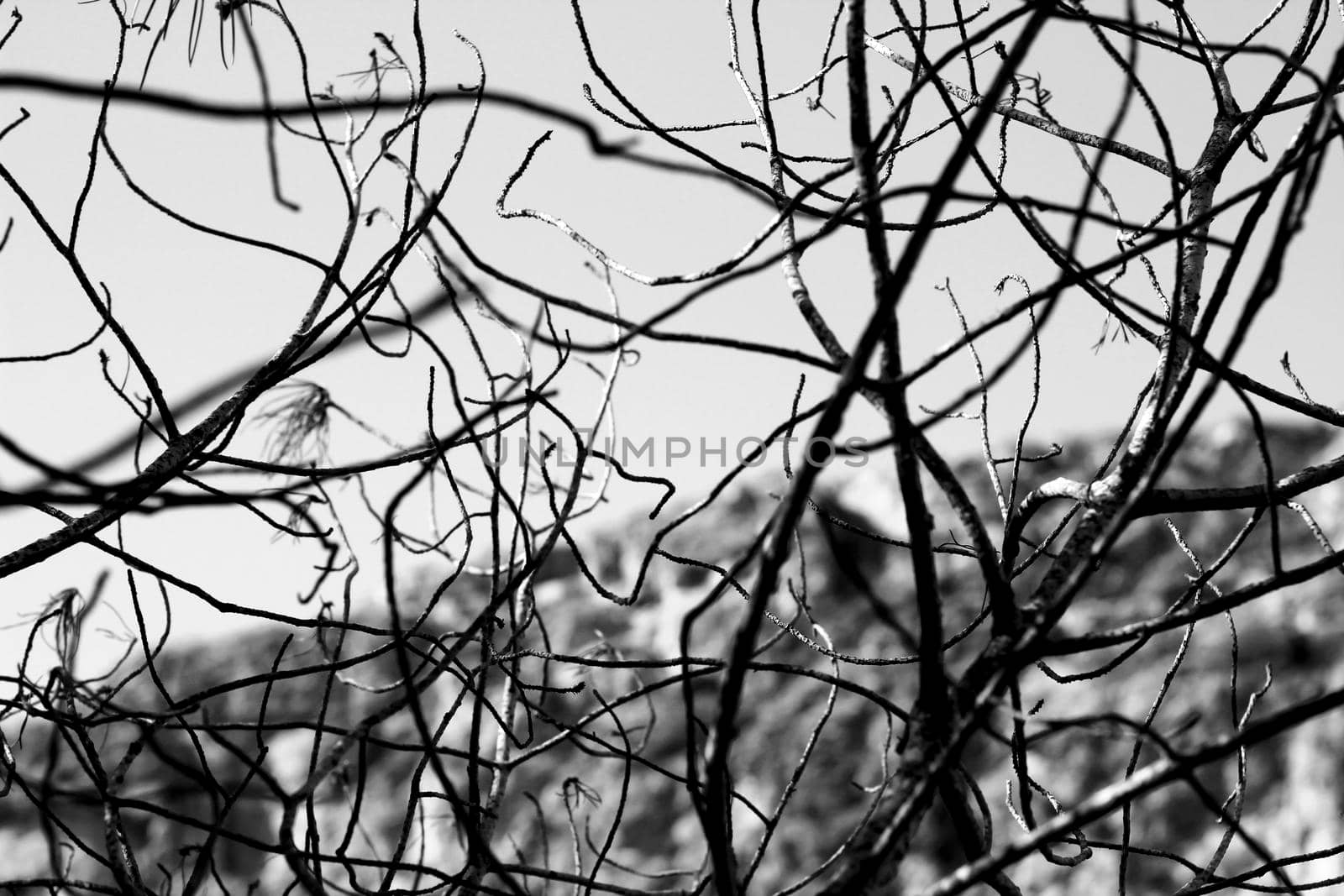 Dry tree branches texture in the mountain