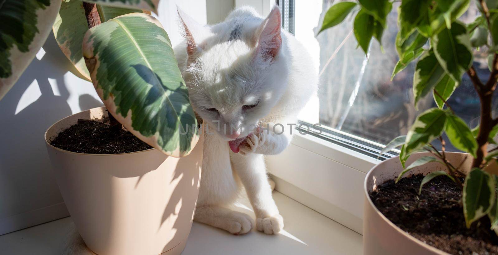 A white adult cat licks its paws. Cat licks paw on window on sunny day.