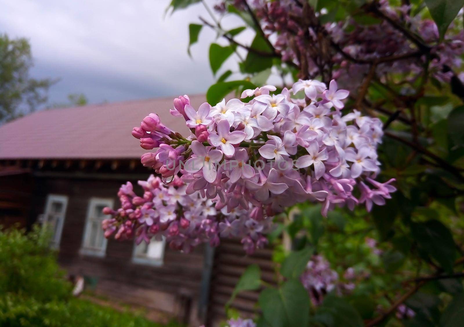 Raindrops on a lilac branch against the background of an old house and a gloomy sky.