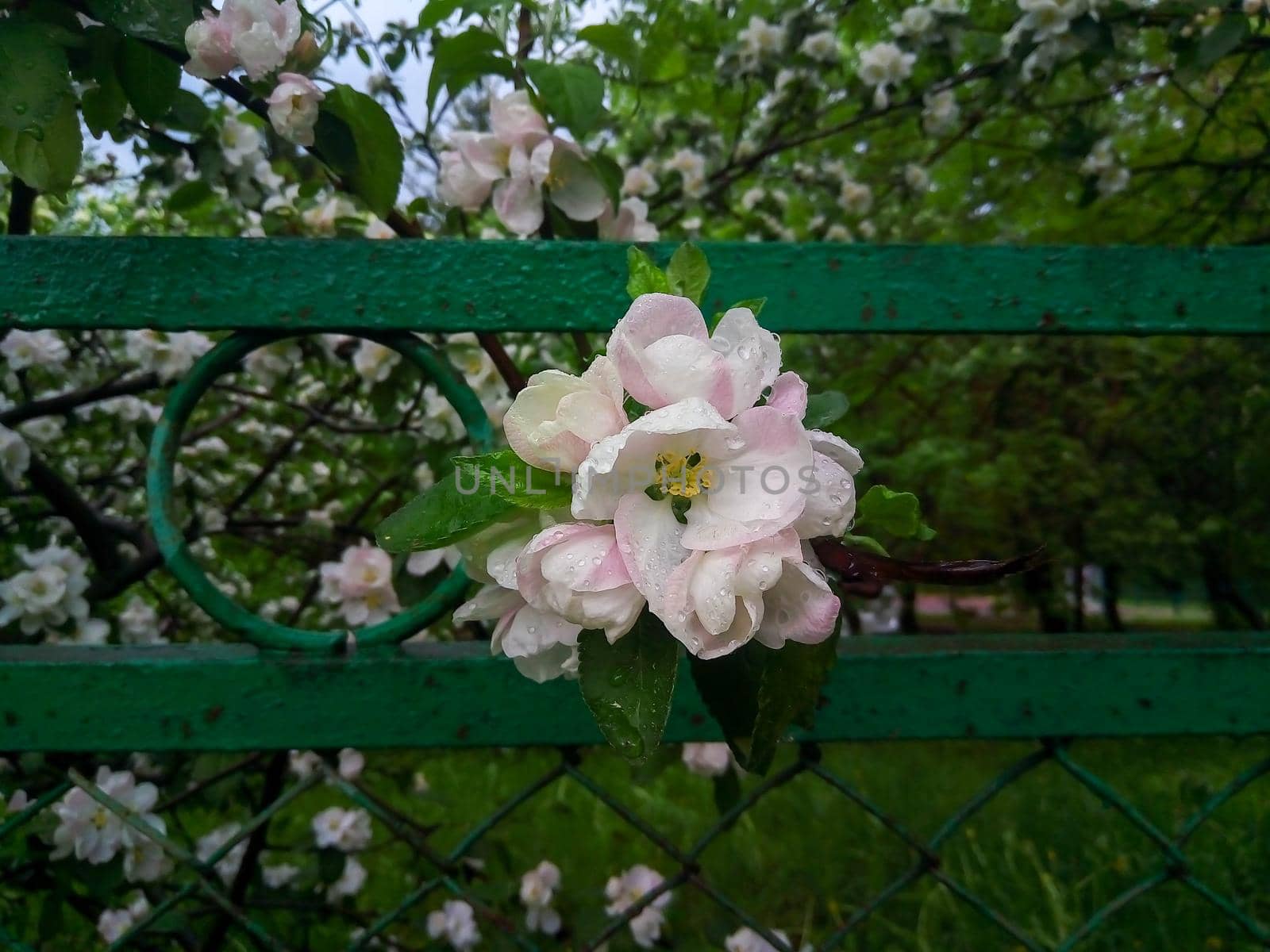 Close-up of one branch of a flowering apple tree against the background of a green iron fence. The pink and white flowers are dripping with spring raindrops.
