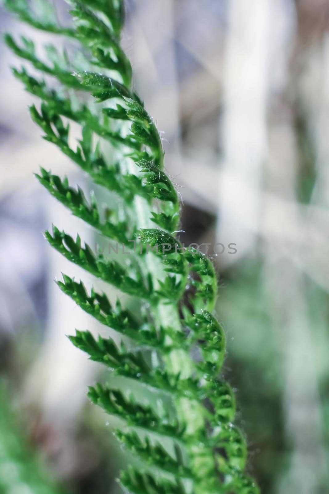 Green blade of grass stem close up, macro photo, copy space