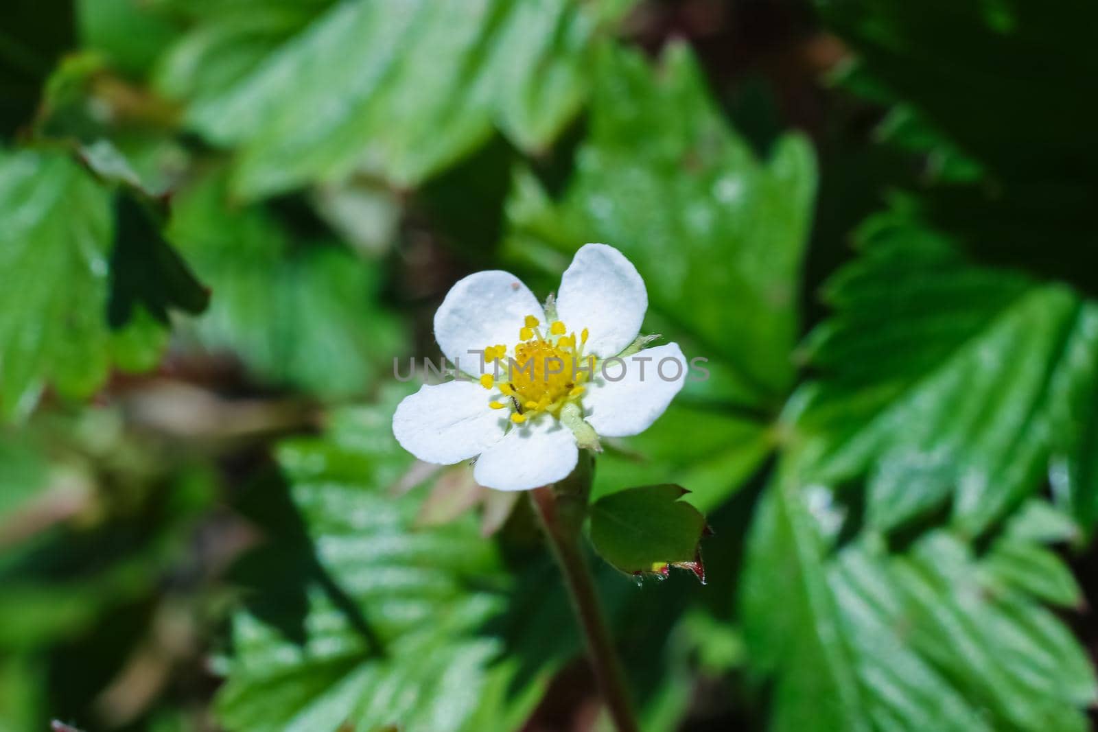 White flower of strawberry on the background of greenery, macro photo