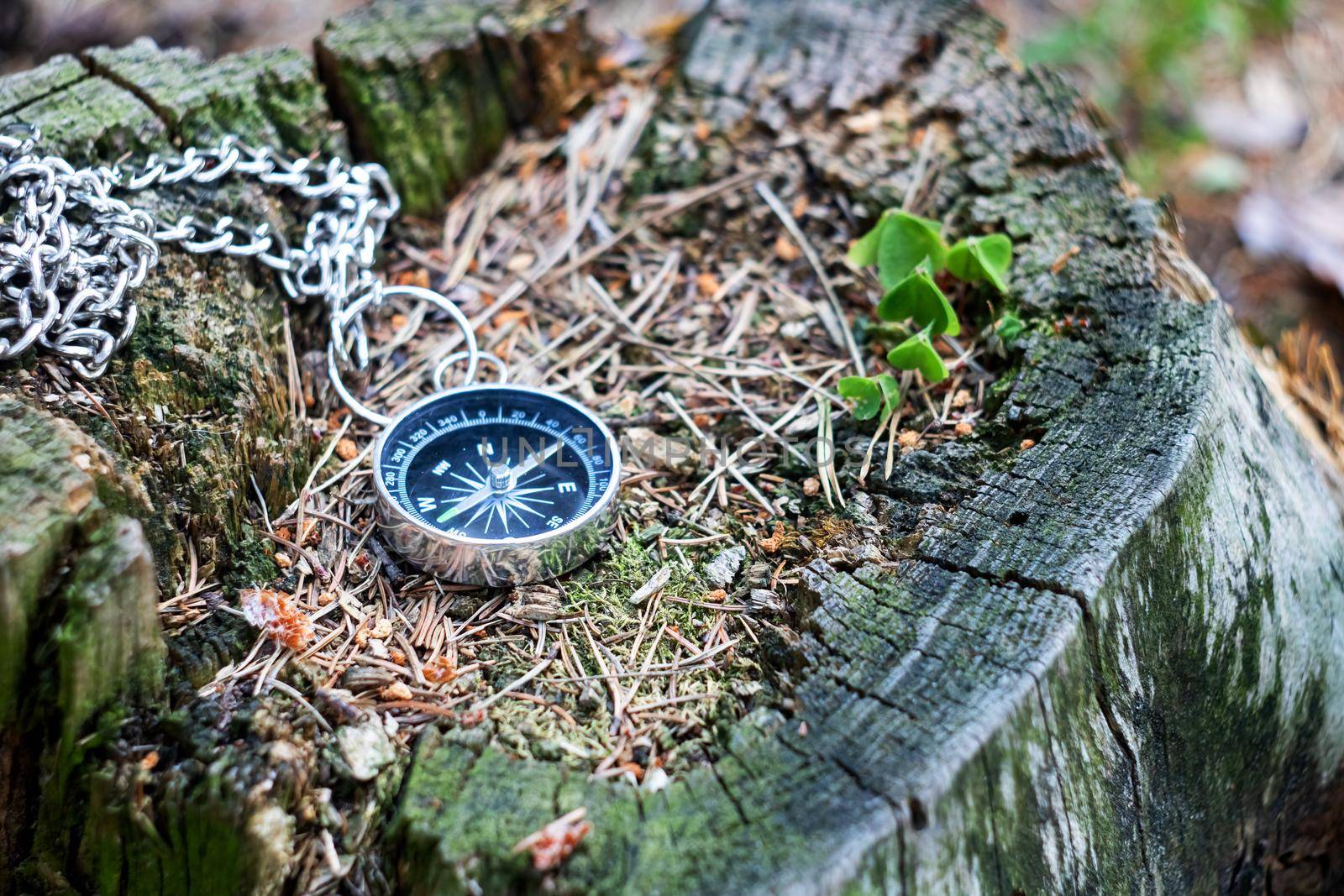 Compass on a stump in the summer forest close up