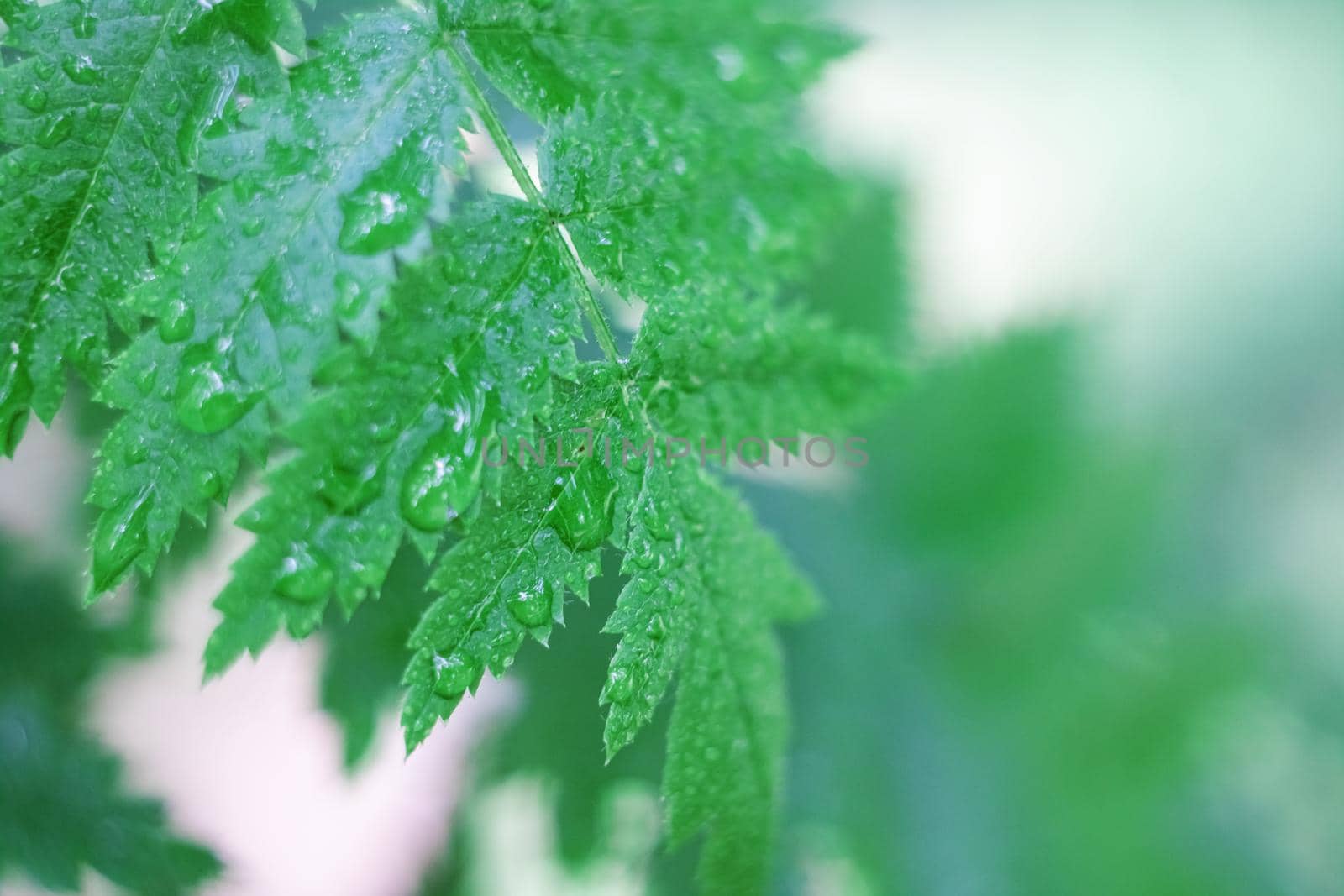 Leaves of grass with dew drops close up, macro photo