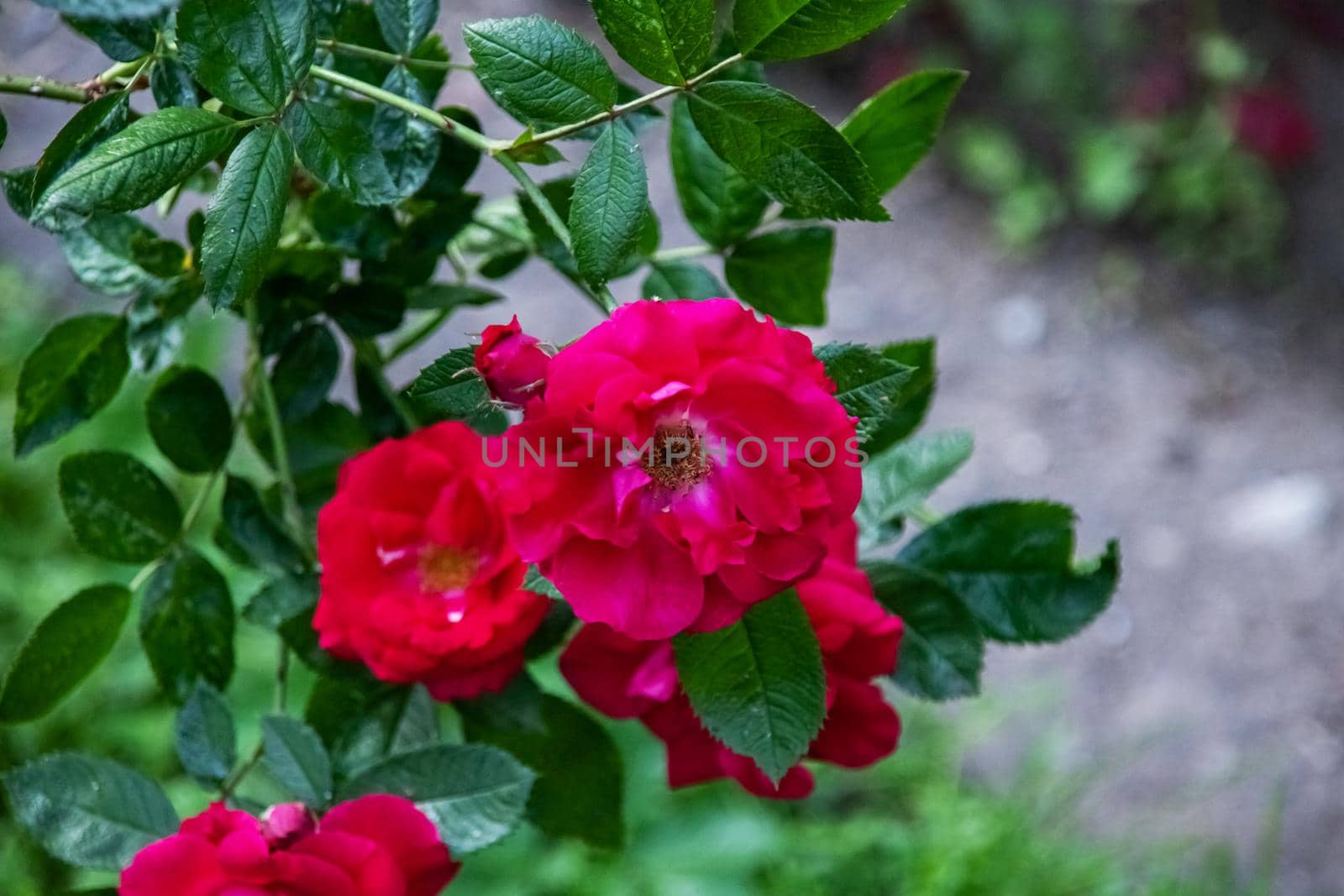 Red flower on a branch with leaves close up, copy space