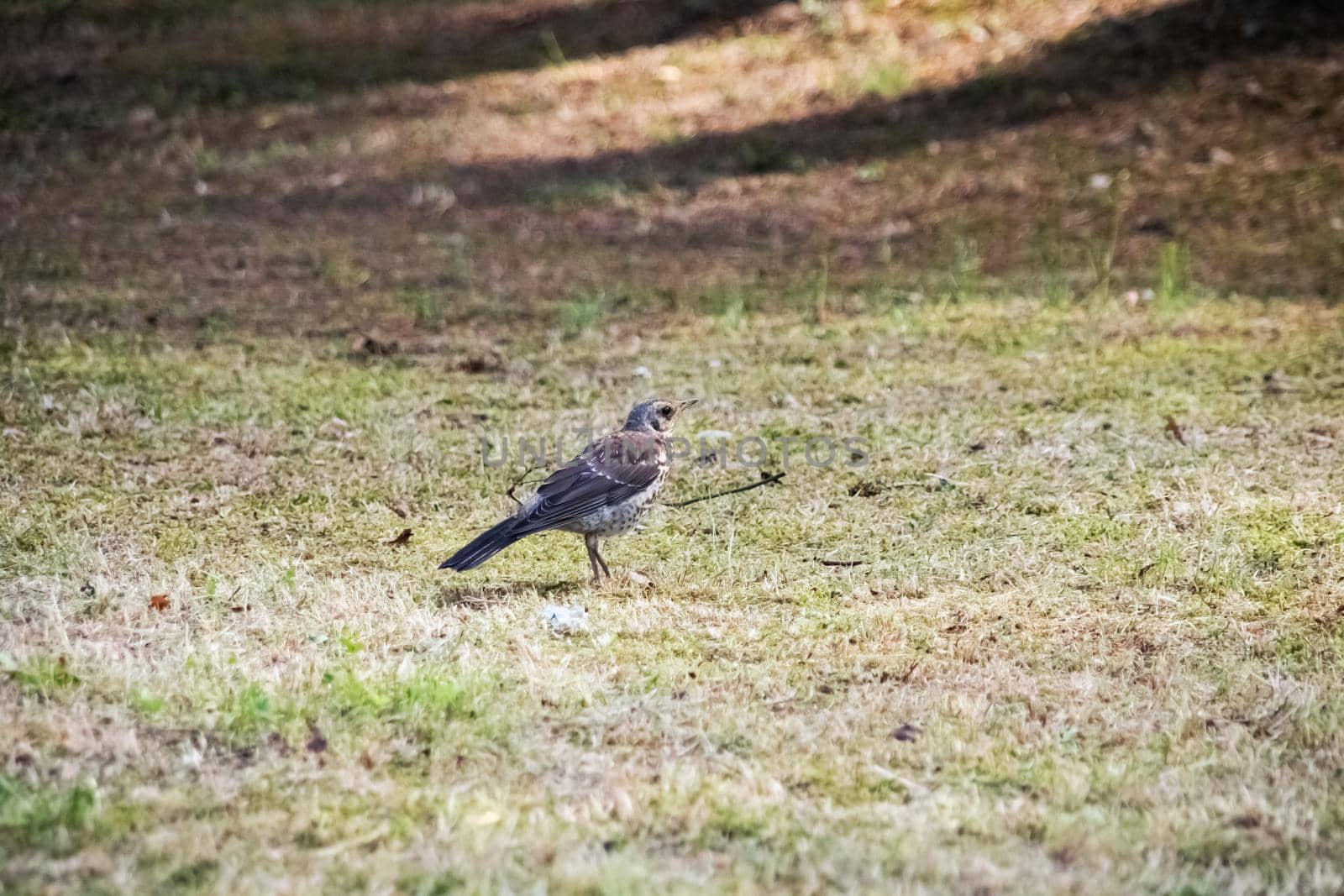 Gray bird walks on green grass in summer close up