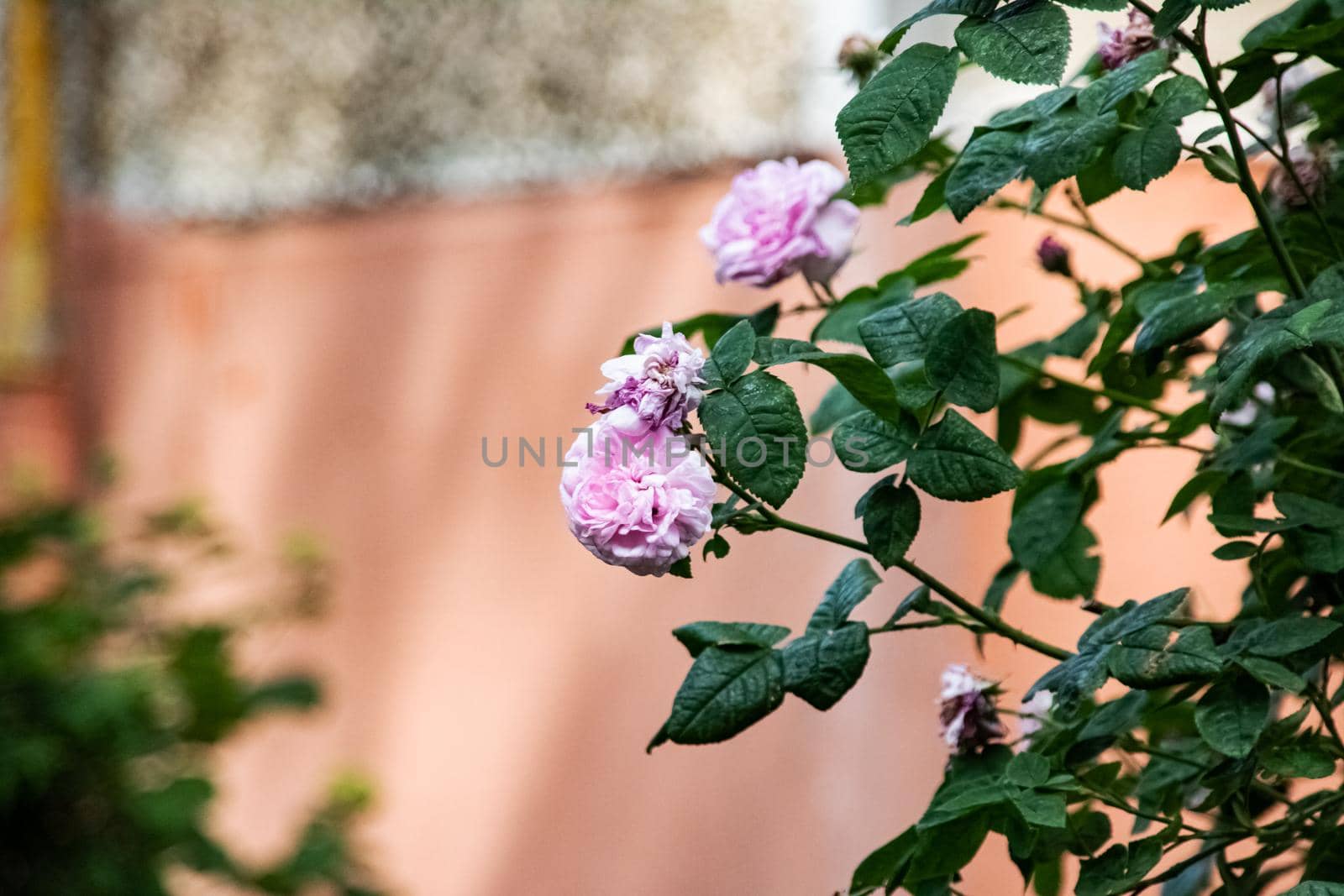 Purple flower on a branch with leaves close up, copy space