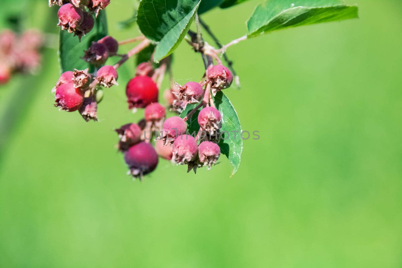 Purple berries on a branch with green leaves close up