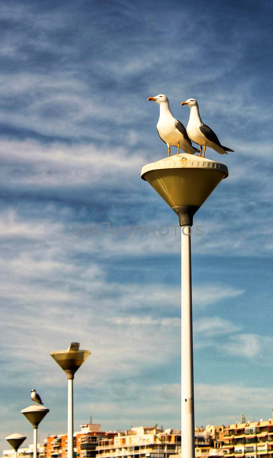 Couple of seagulls perched on a lamppost in the harbor of Santa Pola, Alicante