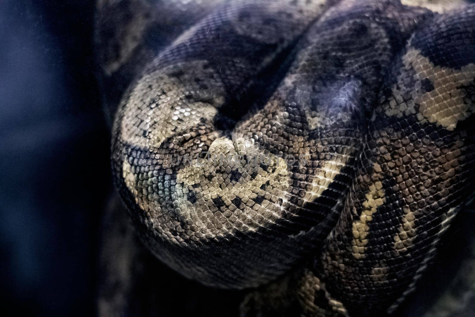 The big gray snake lies on a tree branch close up