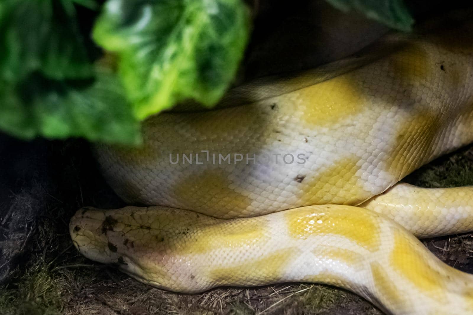 The big yellow snake lies on a tree branch close up