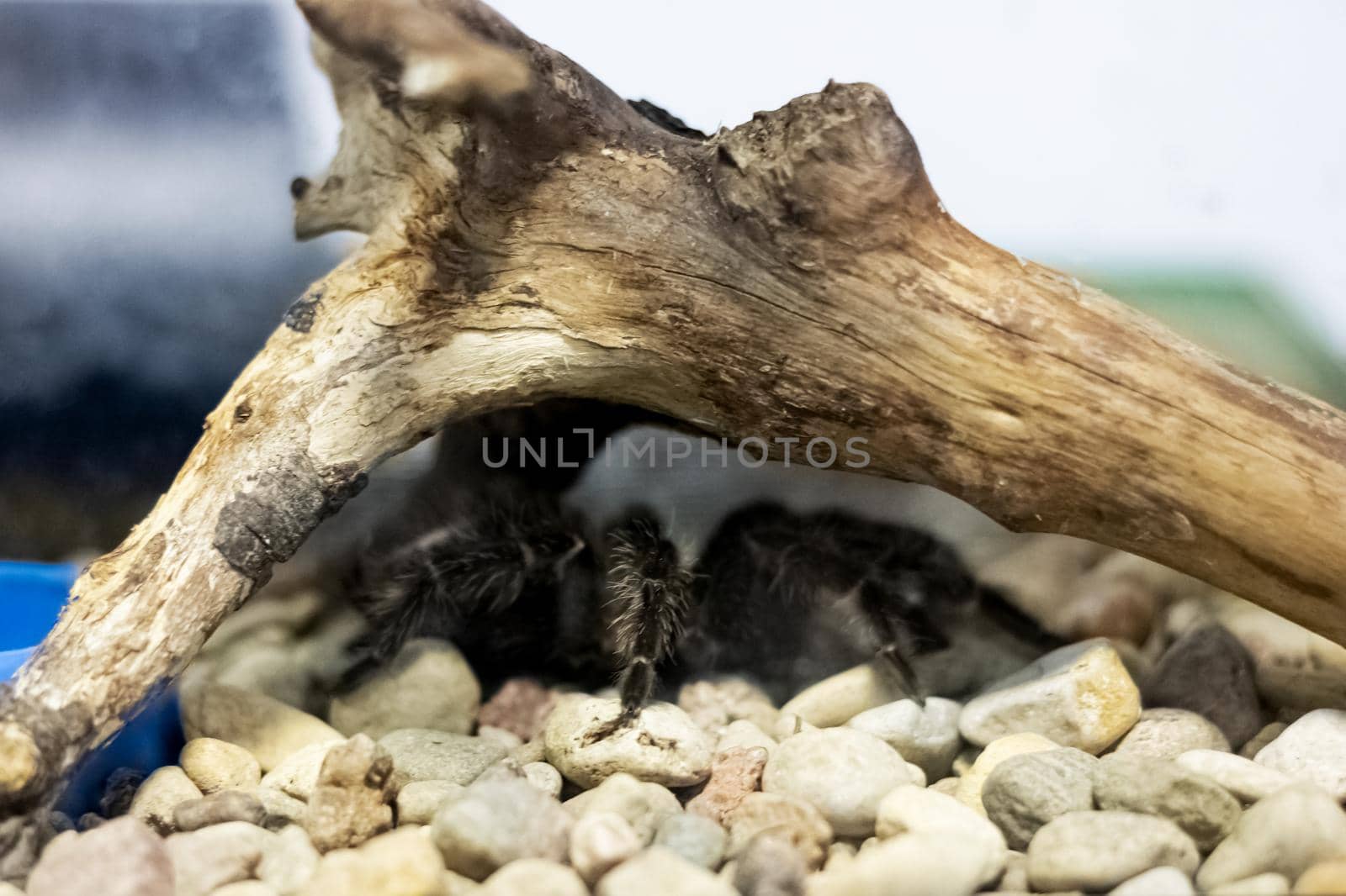 Big spider sits under the root of a tree on the rocks close up