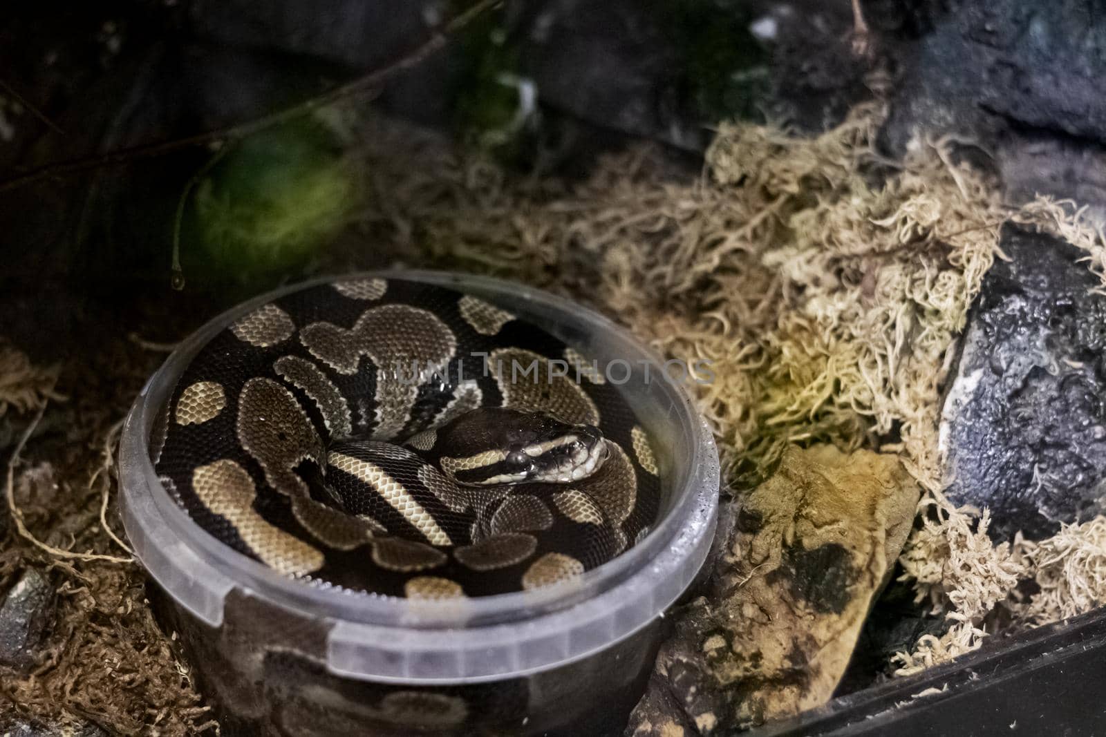 A large gray snake curled up in a plastic container close up