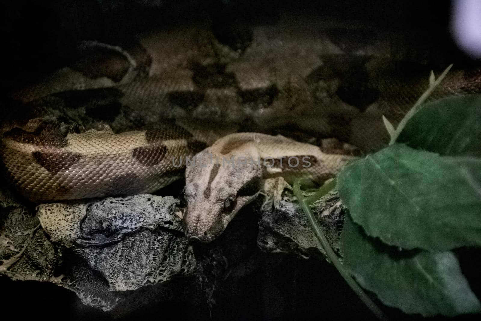 The big gray snake lies on a tree branch close up