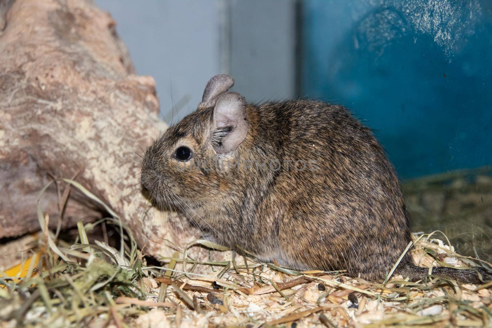 A gray squirrel degu sits close up, cute pet